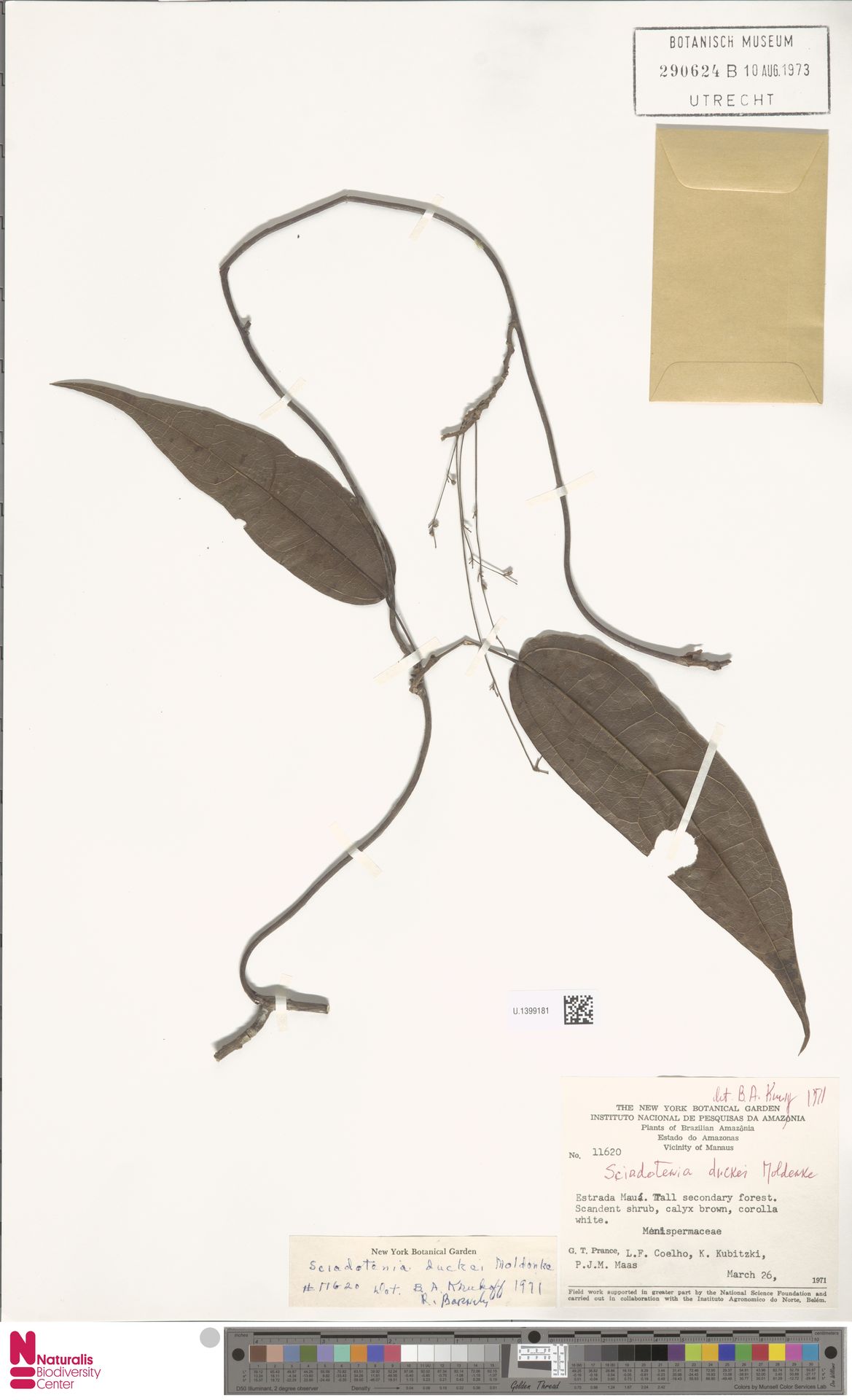 Sciadotenia duckei