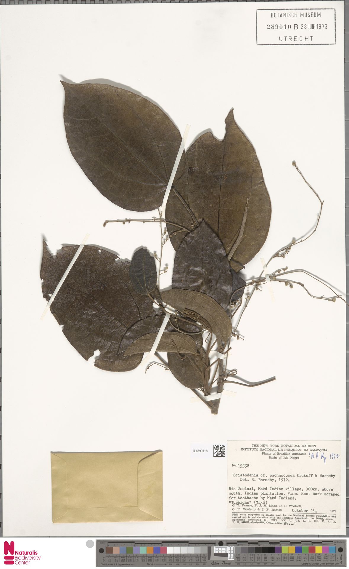 Sciadotenia pachnococca