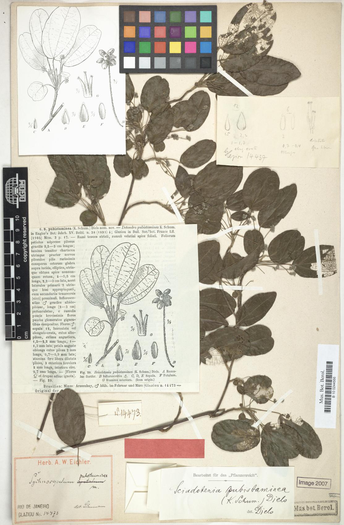 Sciadotenia pubistaminea