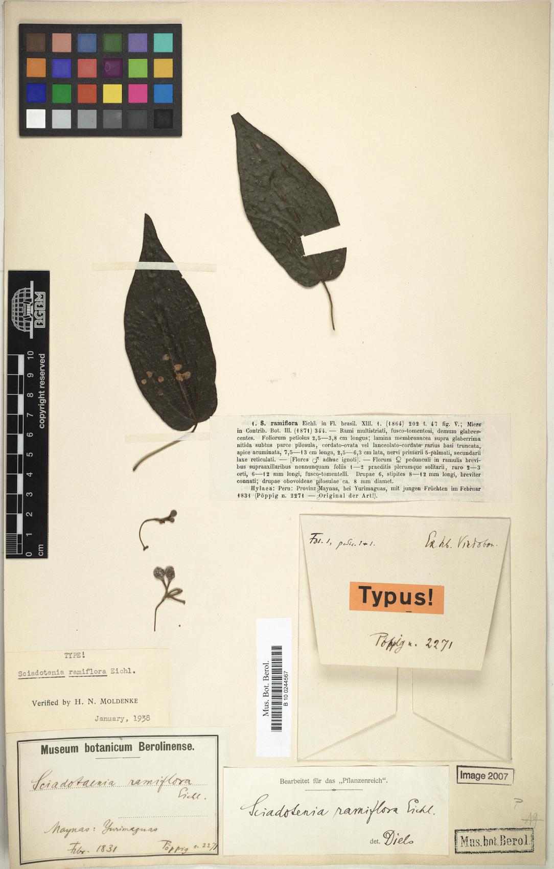 Sciadotenia ramiflora