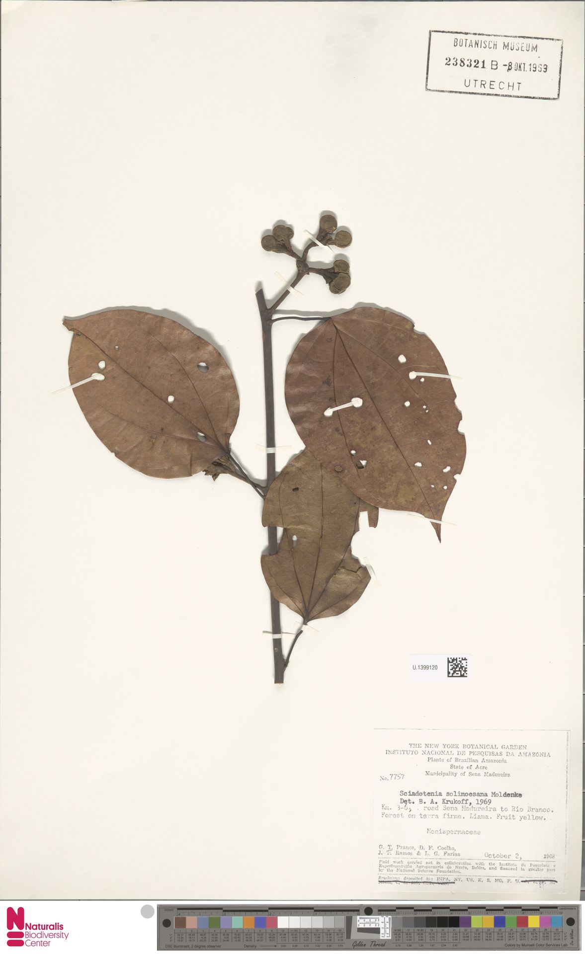 Sciadotenia solimoesana