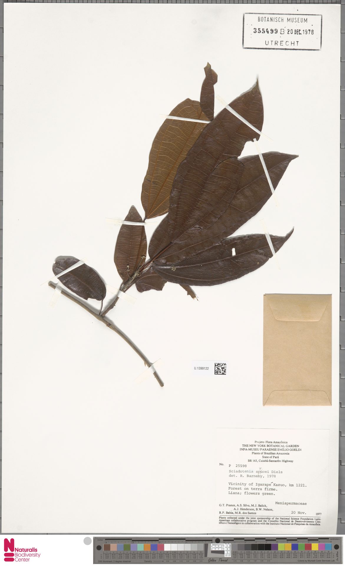 Sciadotenia sprucei