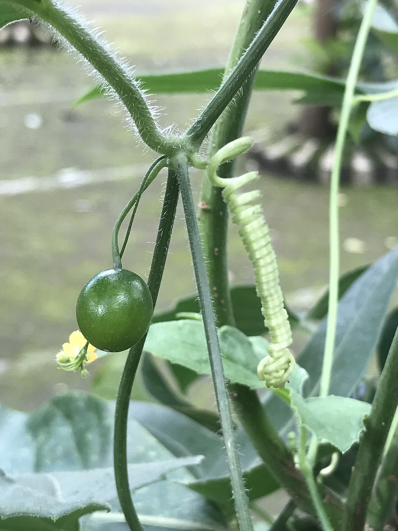 Scopellaria marginata