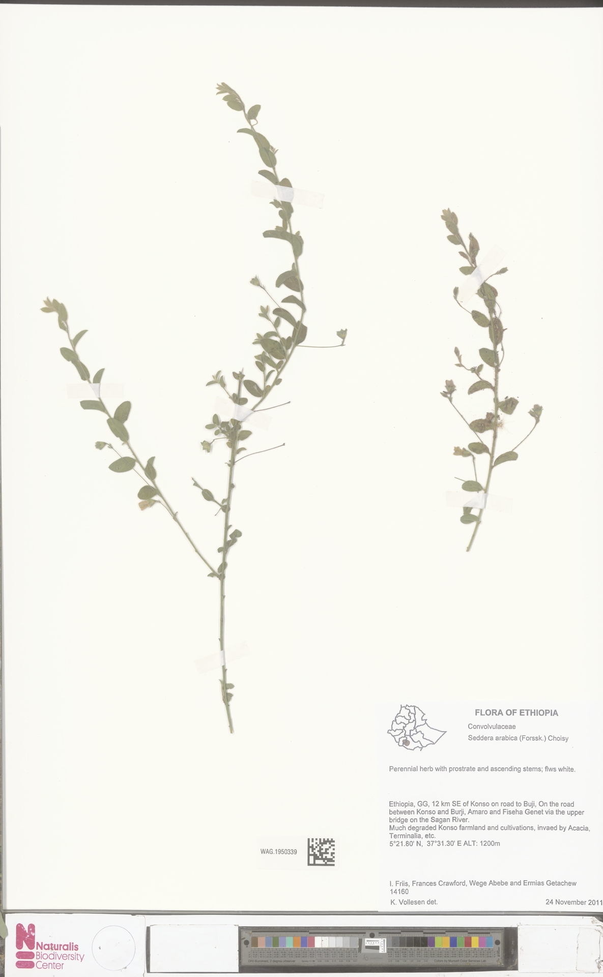 Seddera arabica