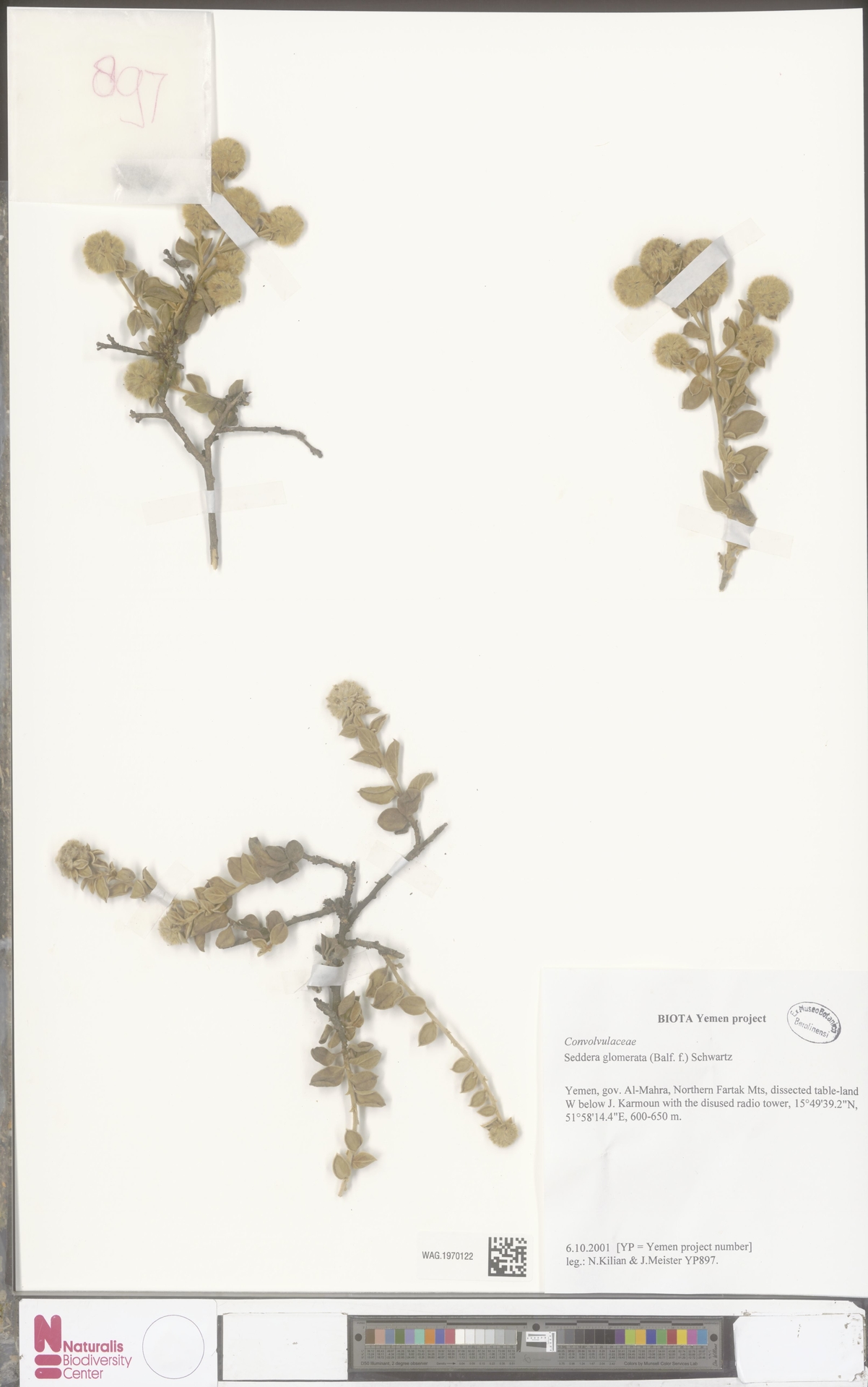 Seddera glomerata