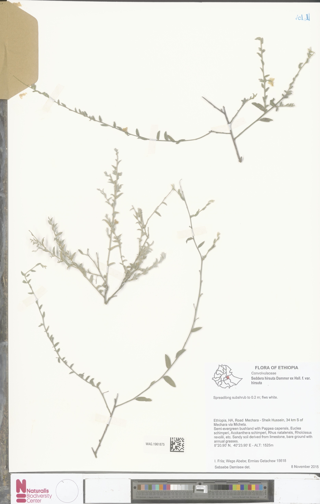 Seddera hirsuta