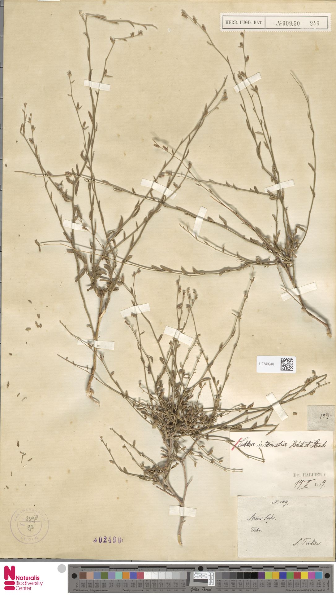 Seddera intermedia