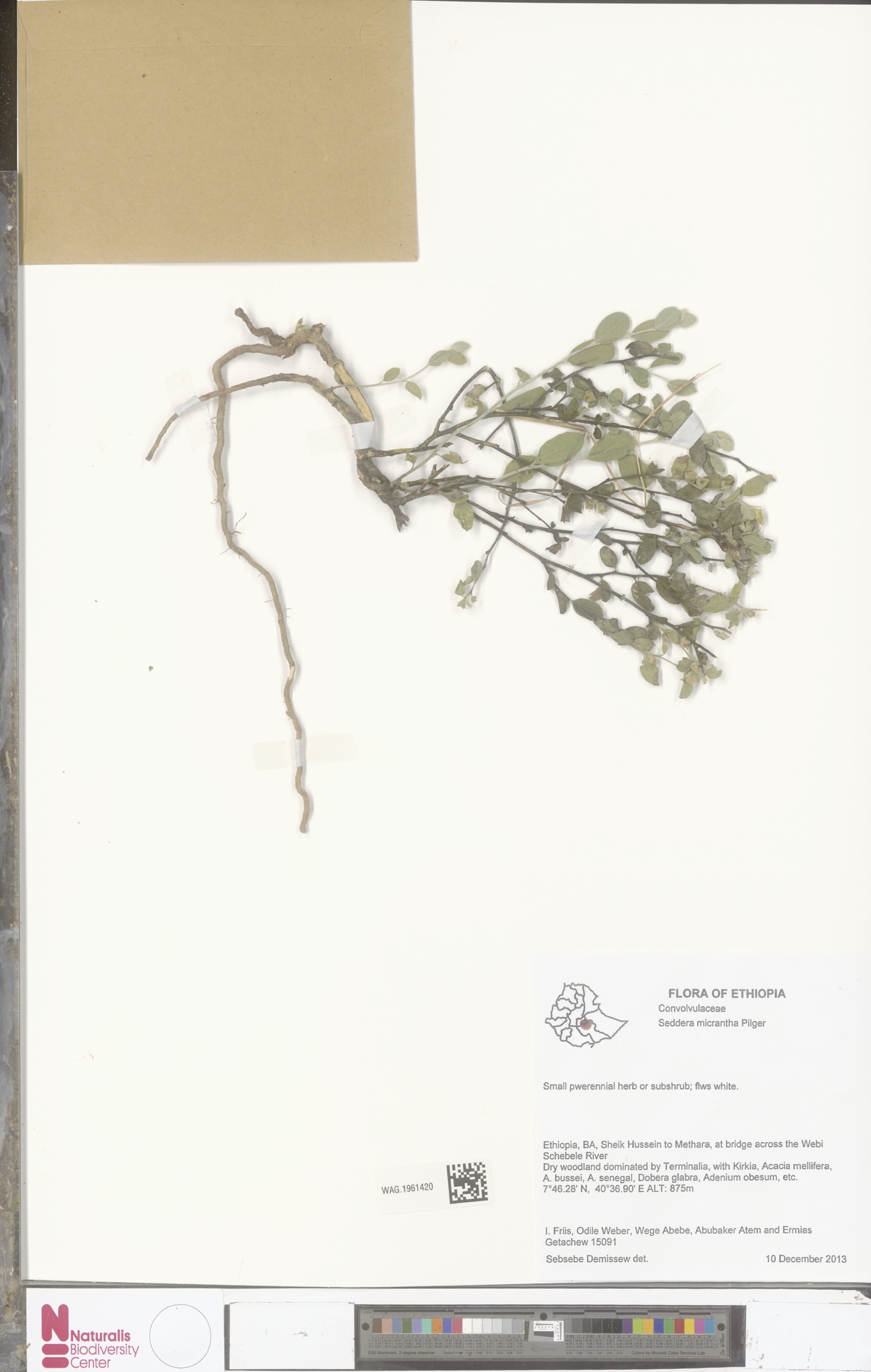 Seddera micrantha