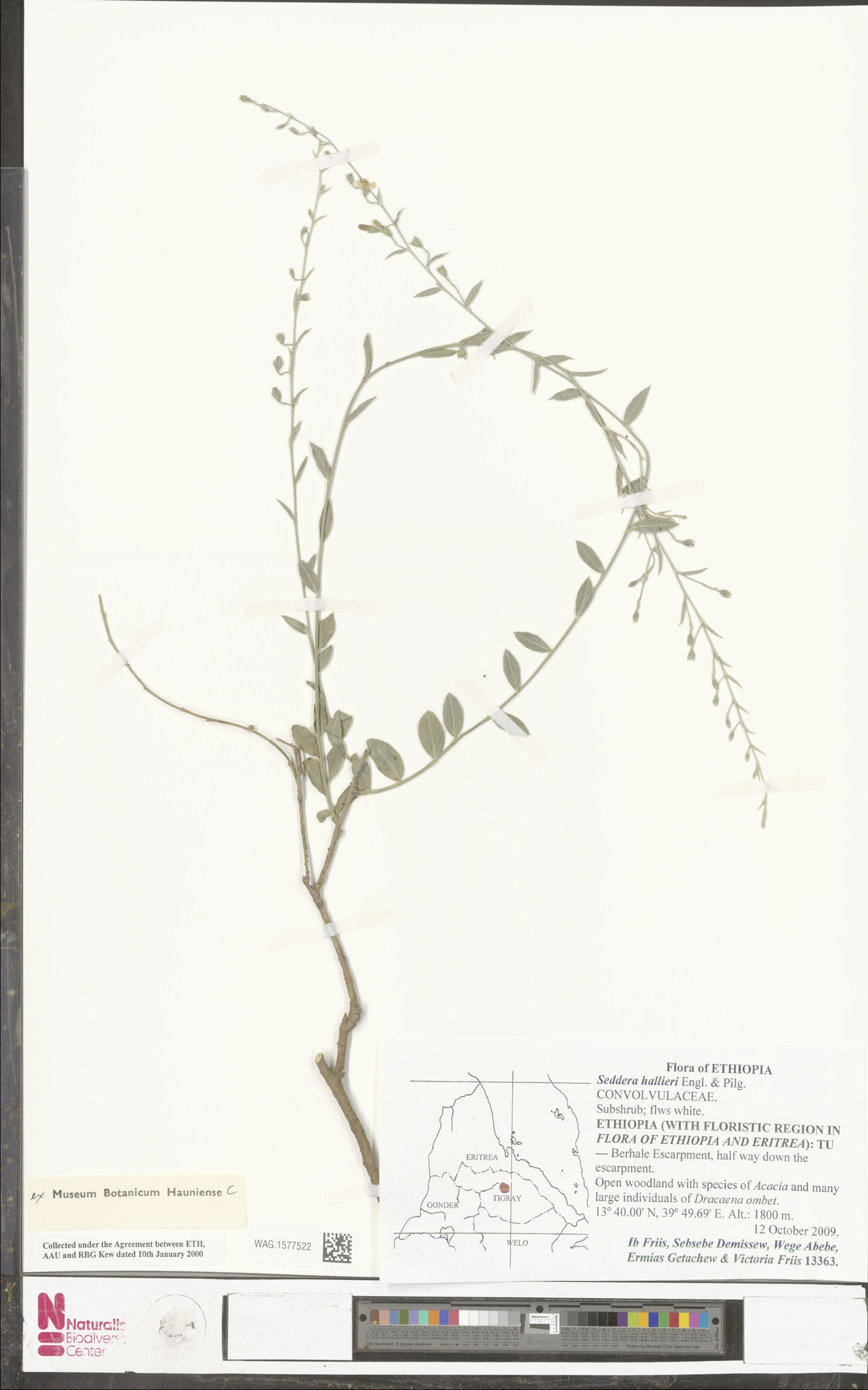 Seddera pedunculata