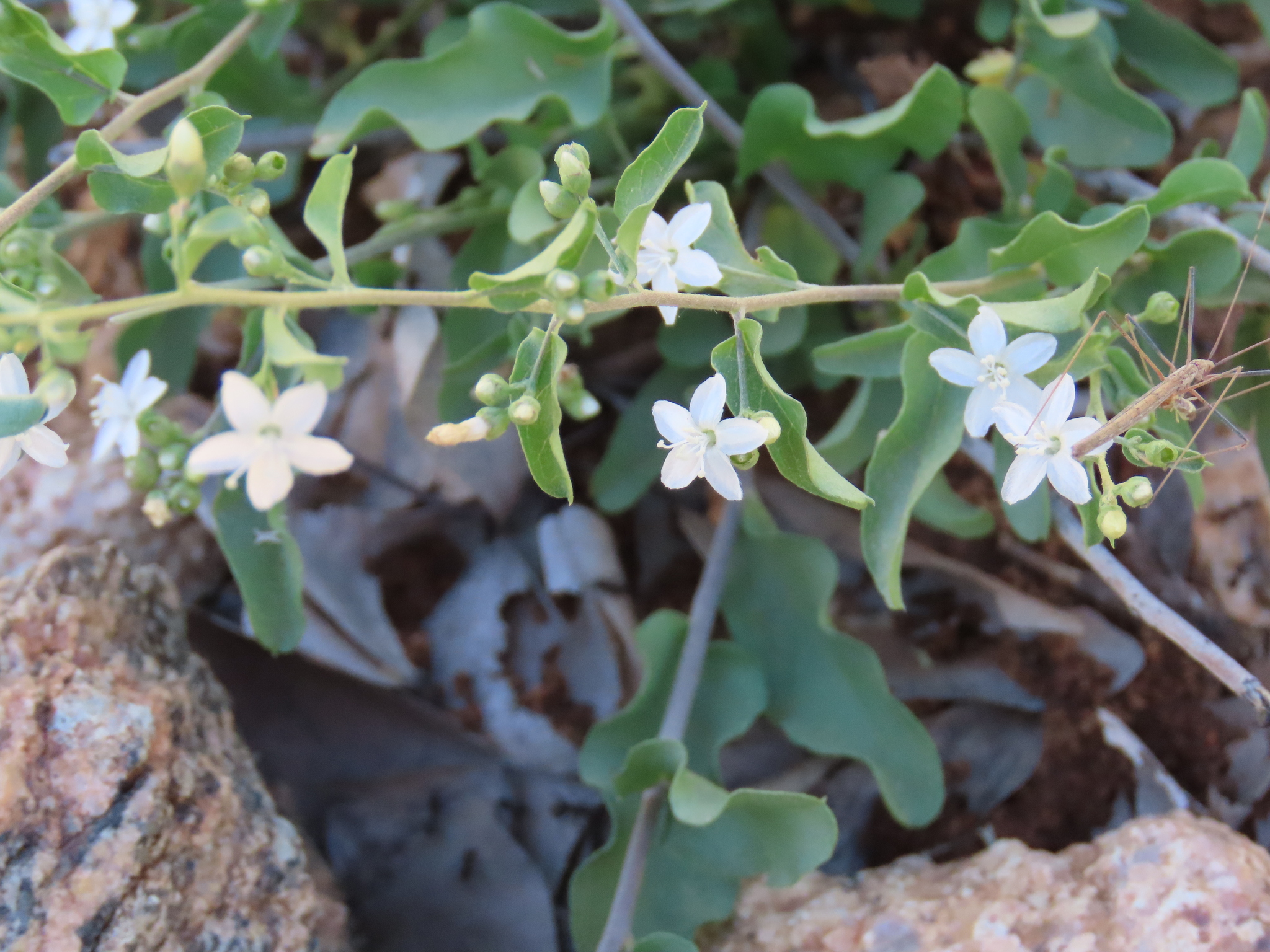 Seddera schizantha