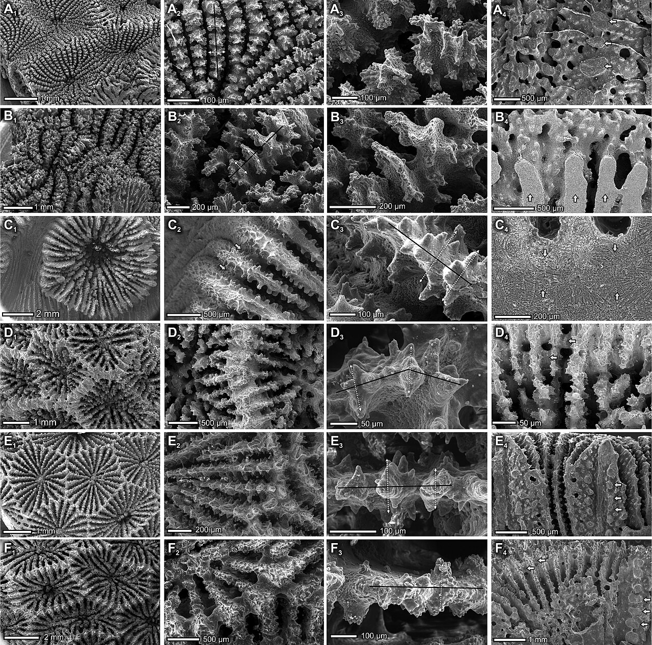 Septotheca tessmannii