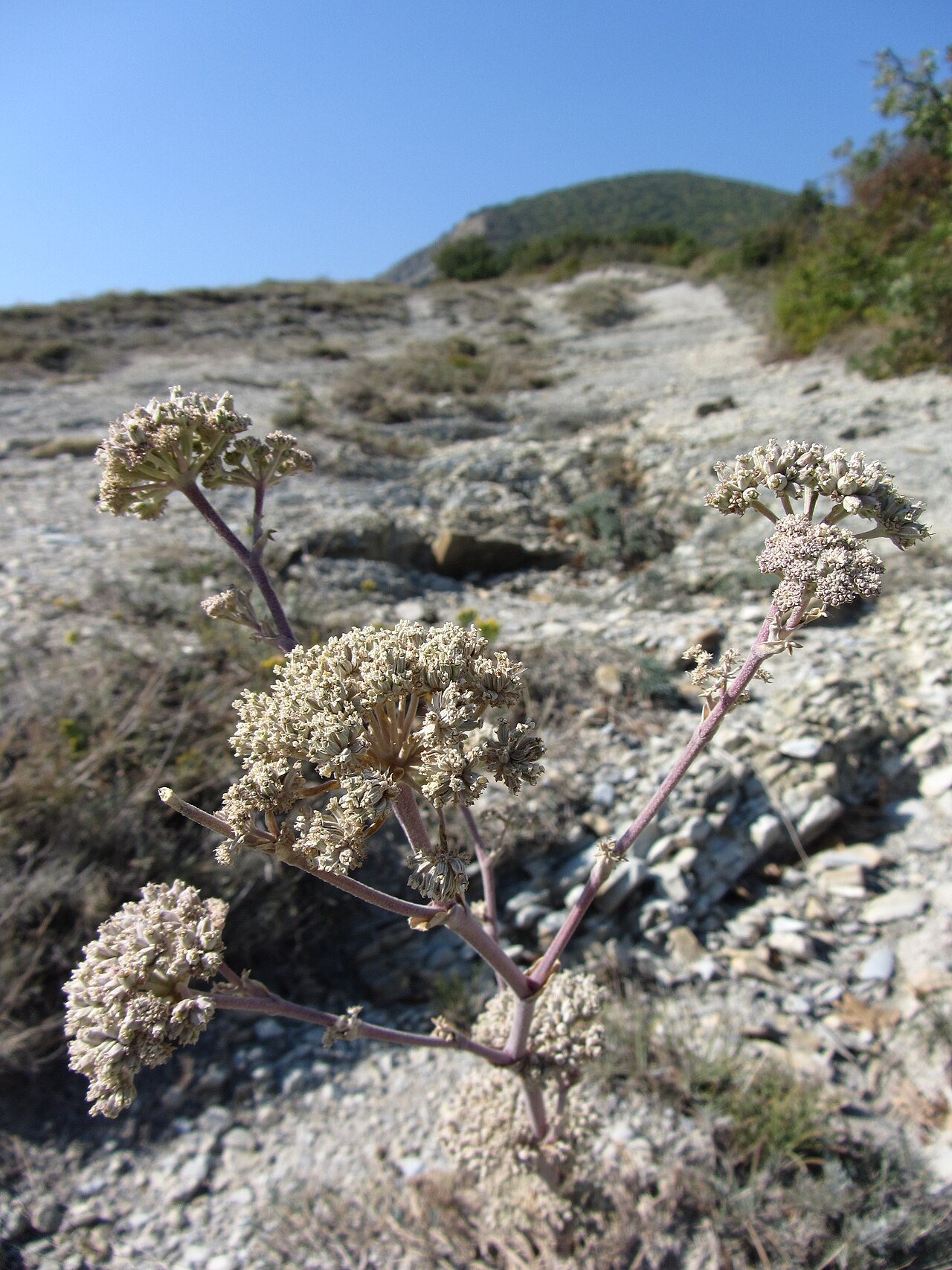 Seseli ponticum