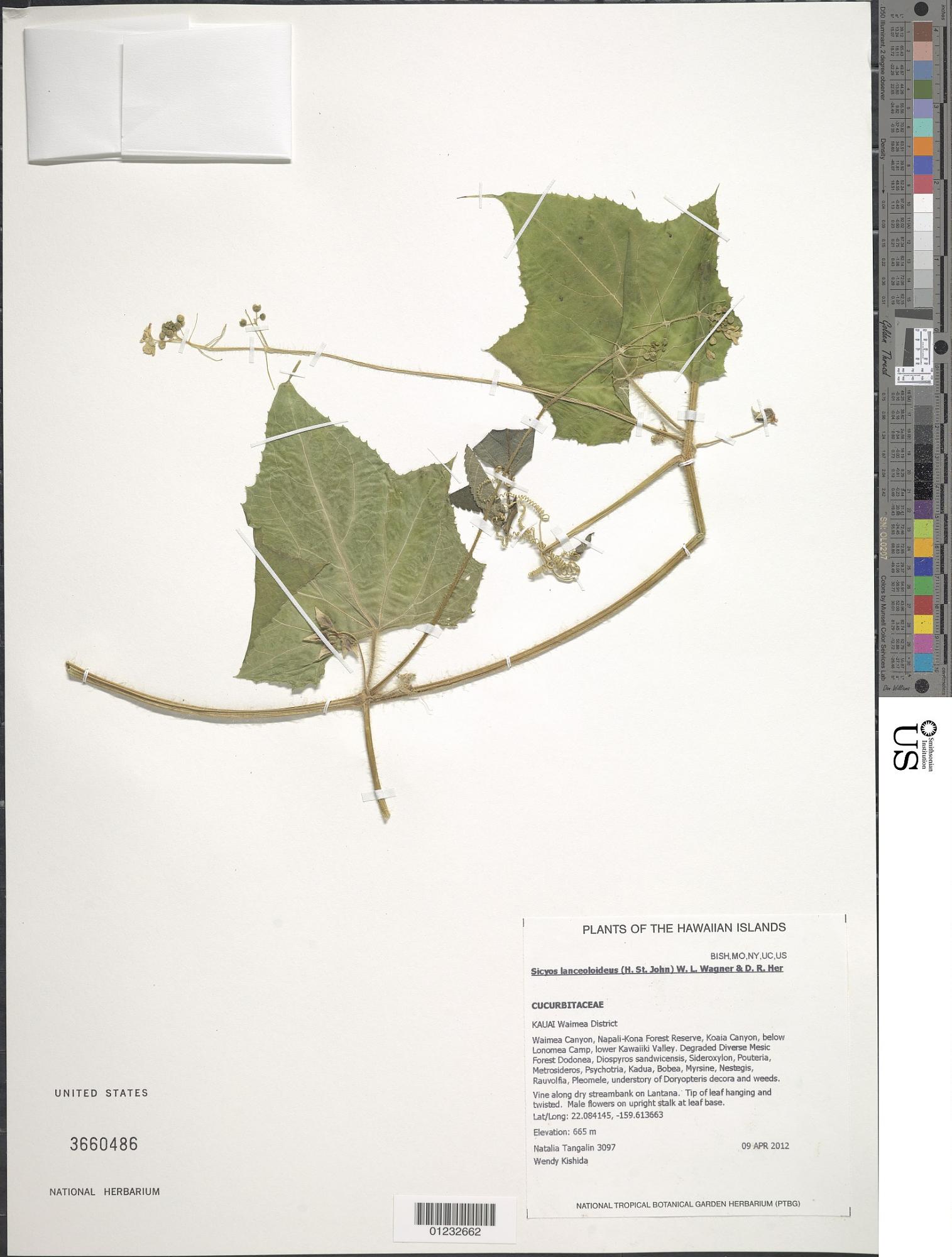 Sicyos lanceoloideus