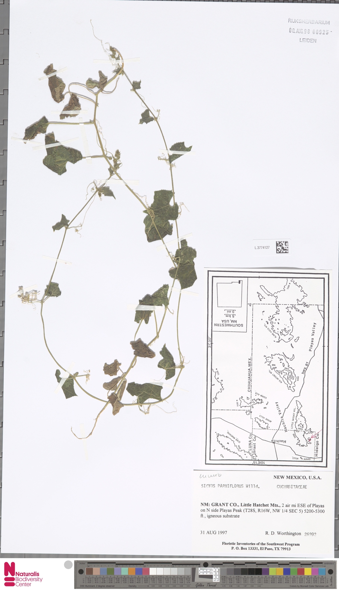 Sicyos parviflorus