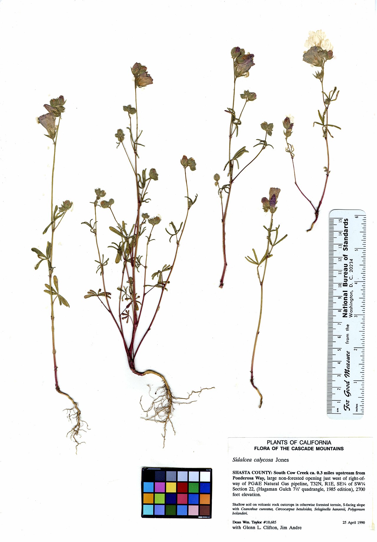 Sidalcea calycosa