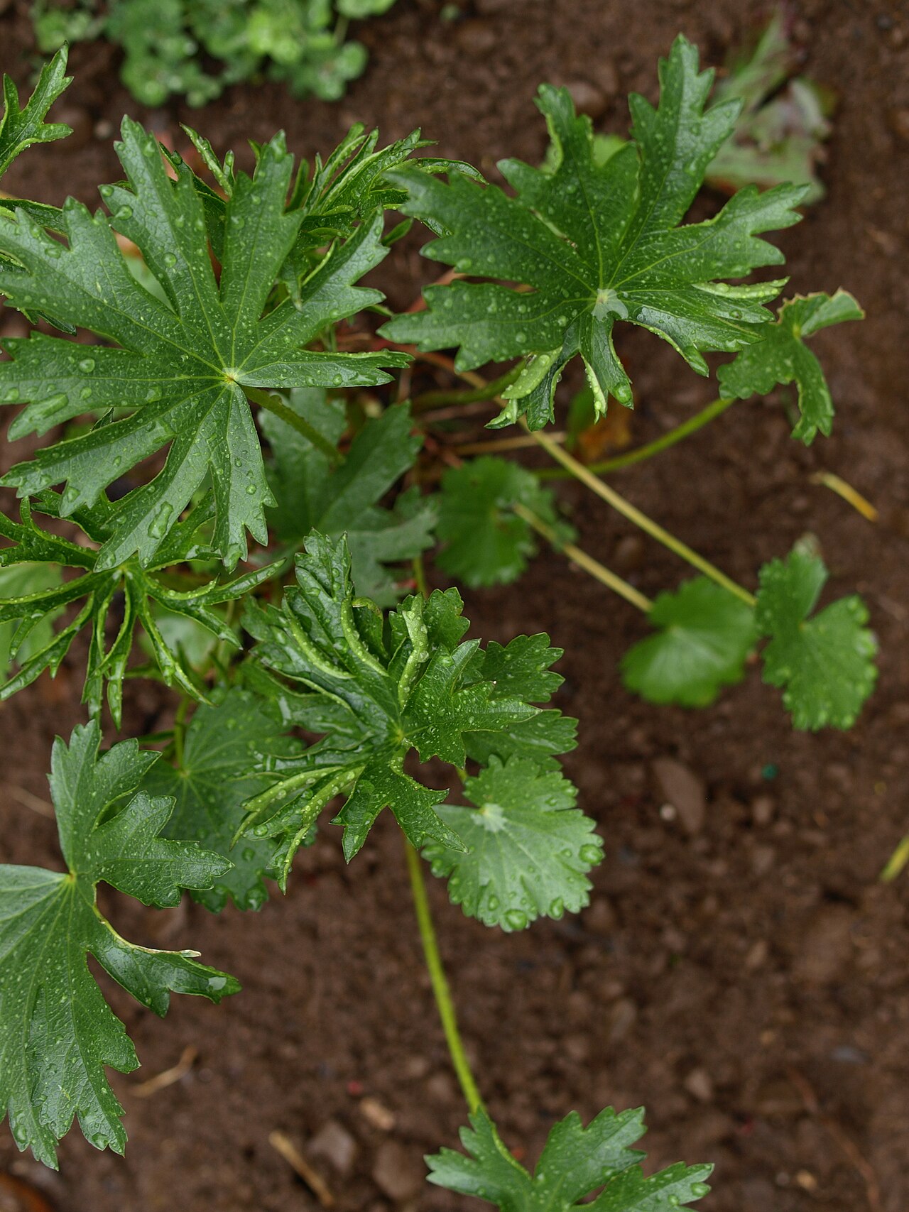 Sidalcea cusickii