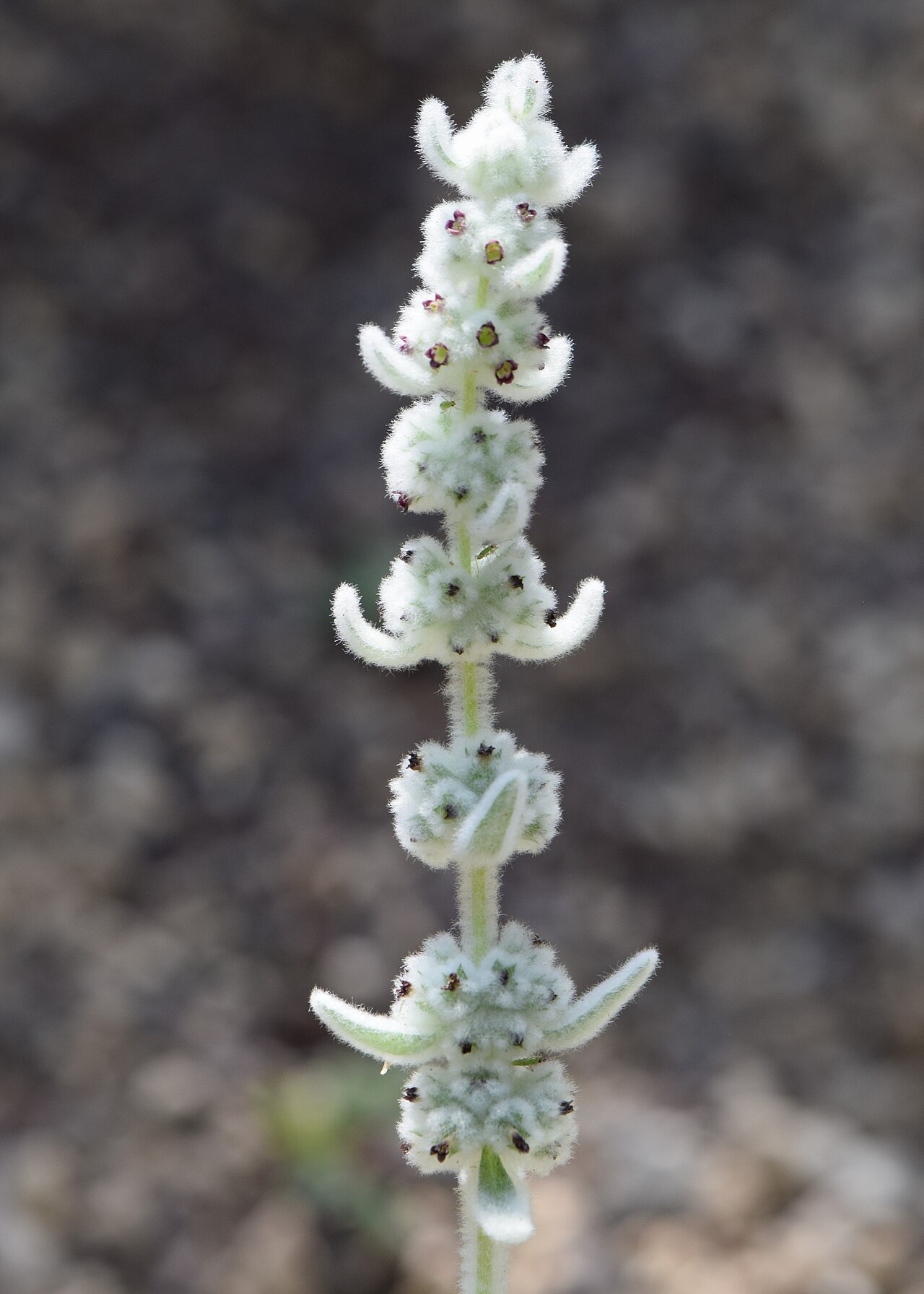 Sideritis eriocephala