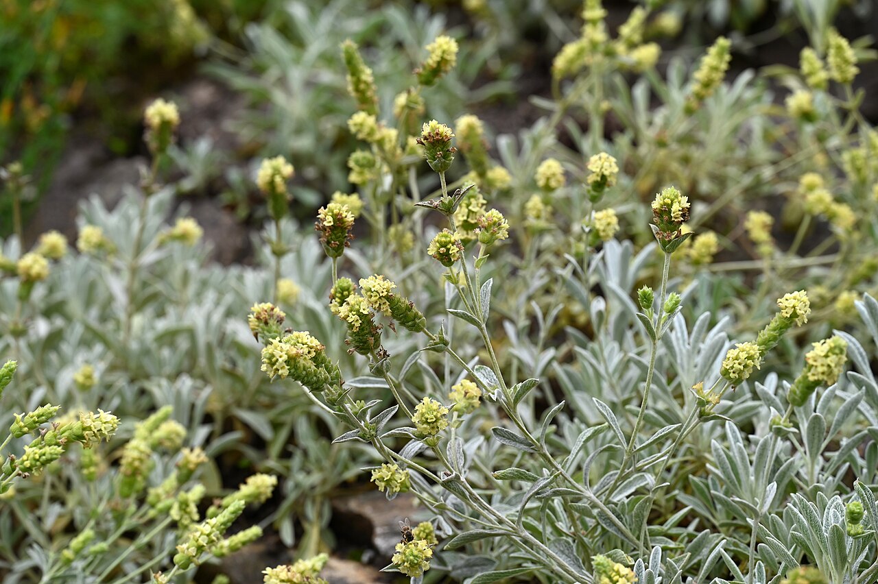Sideritis euboea