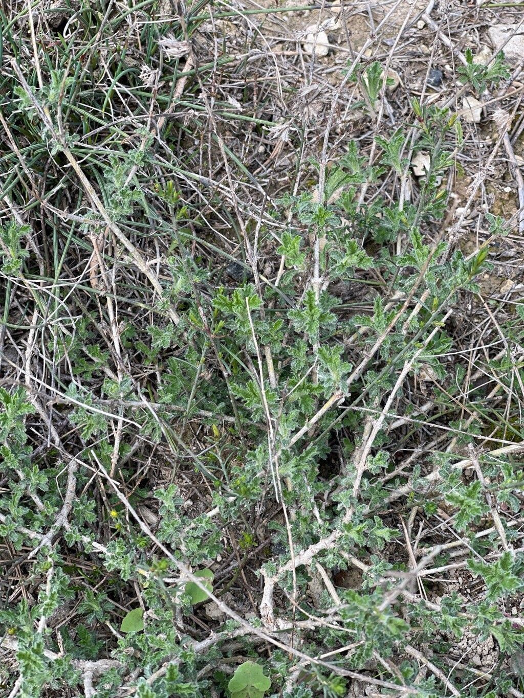 Sideritis fruticulosa
