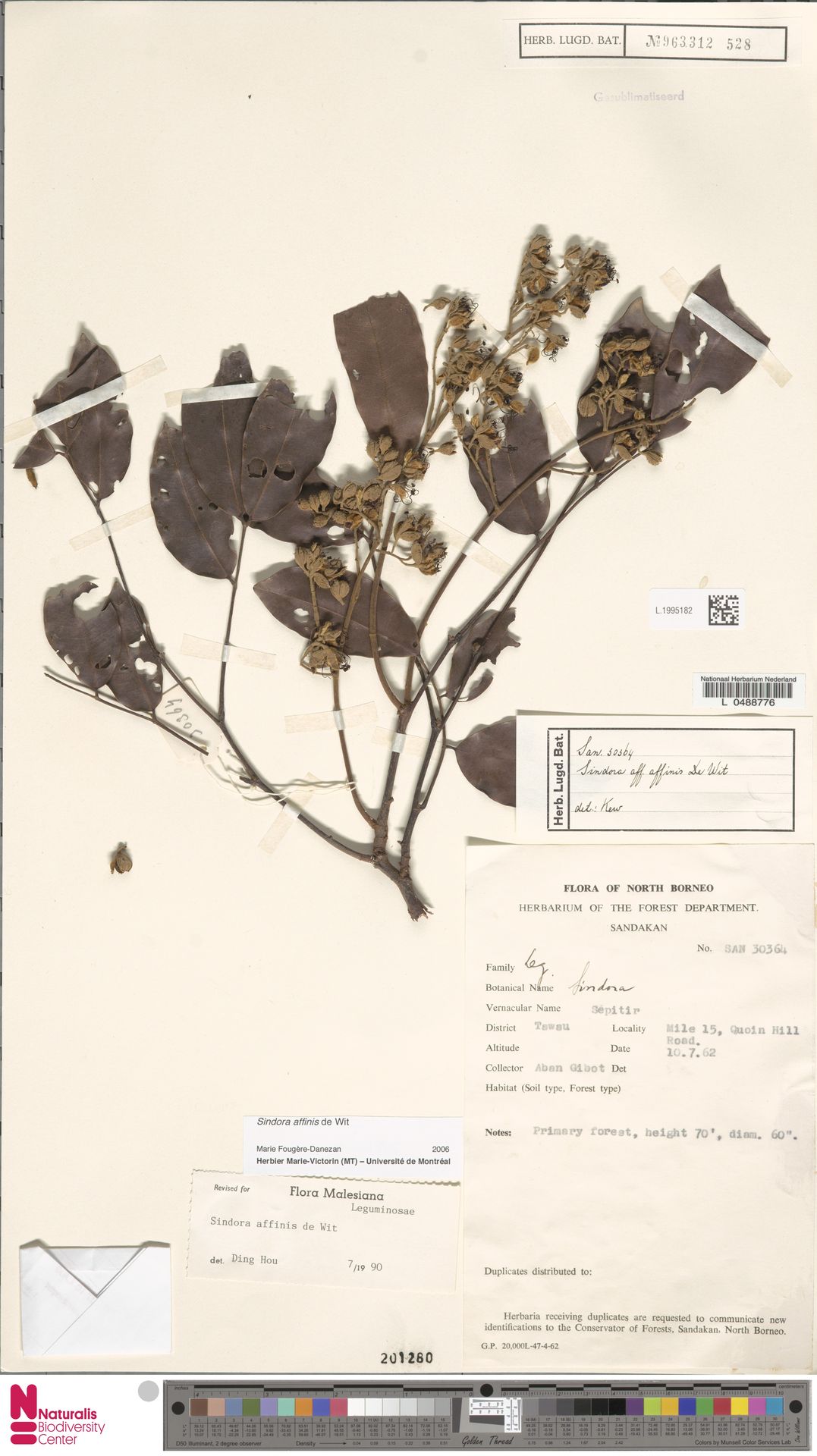 Sindora affinis