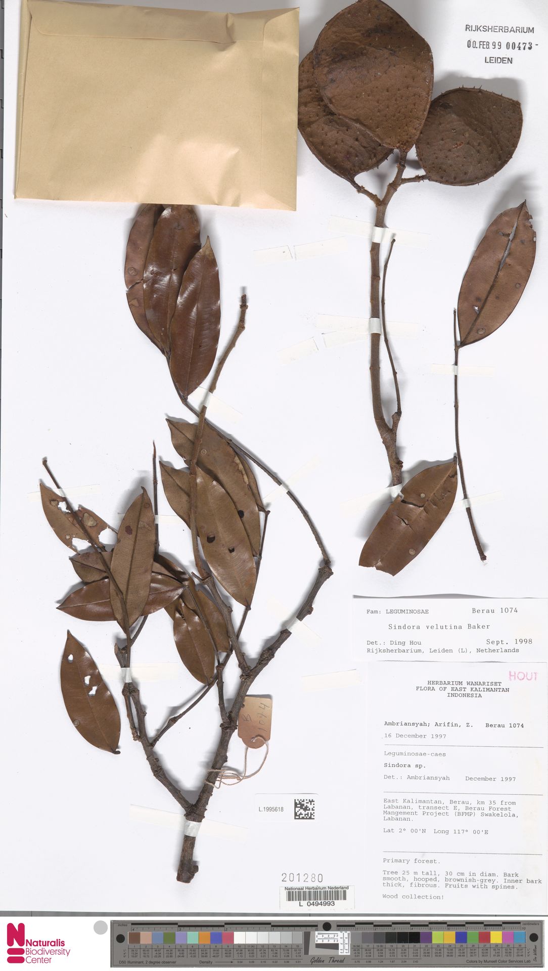 Sindora velutina