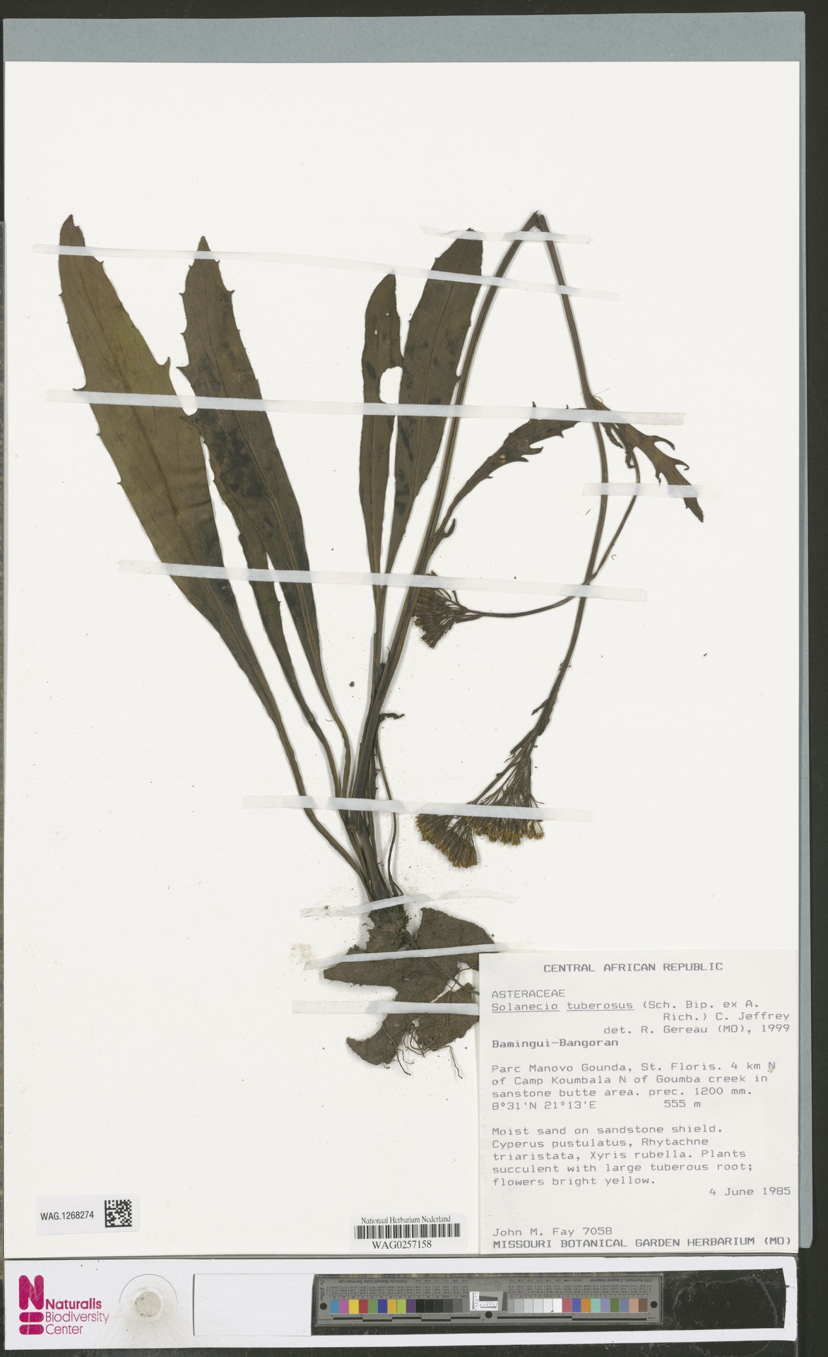 Solanecio tuberosus