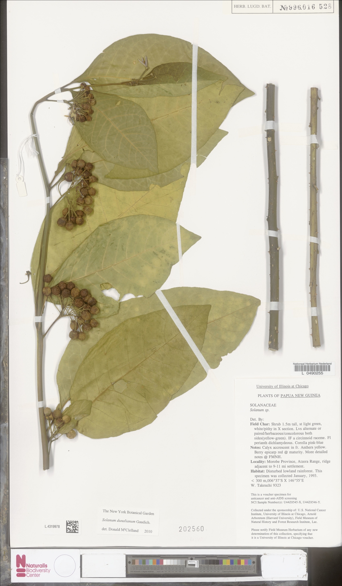 Solanum dunalianum
