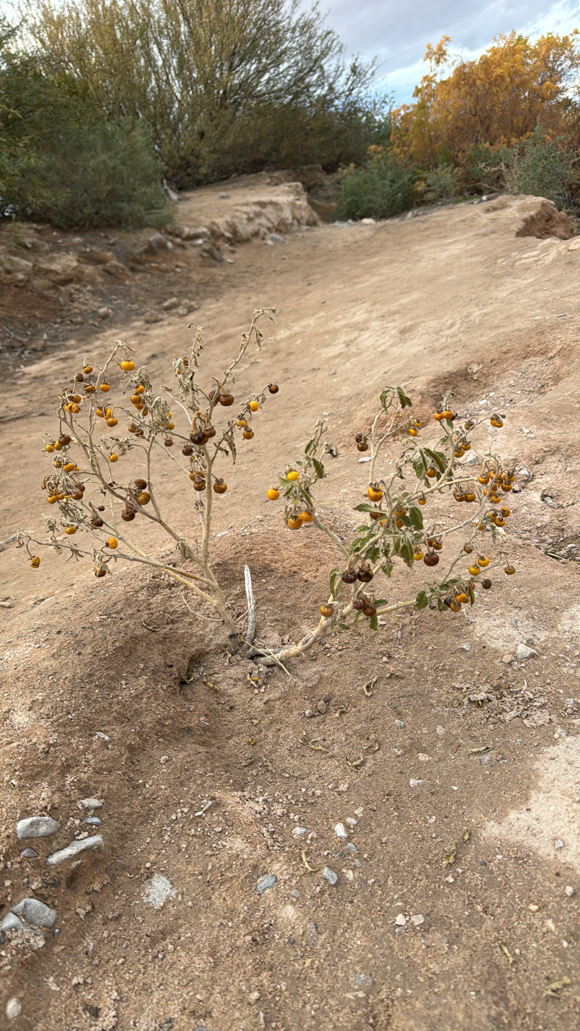Solanum elaeagnifolium
