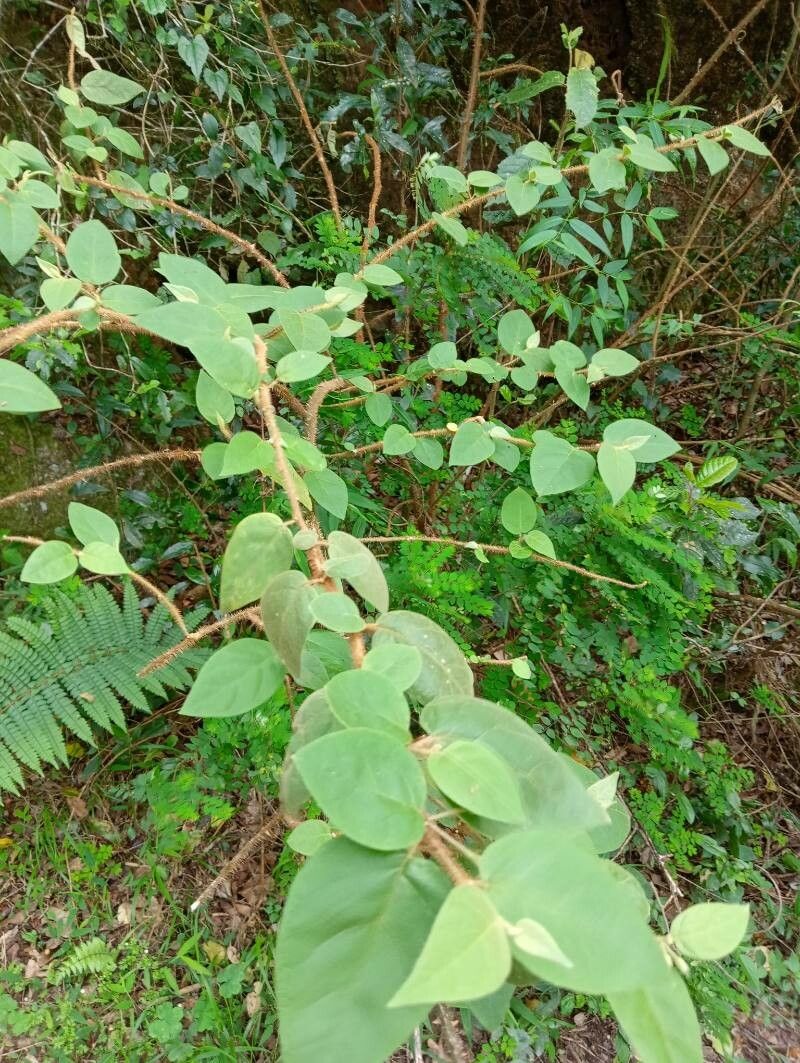 Solanum erythracanthum
