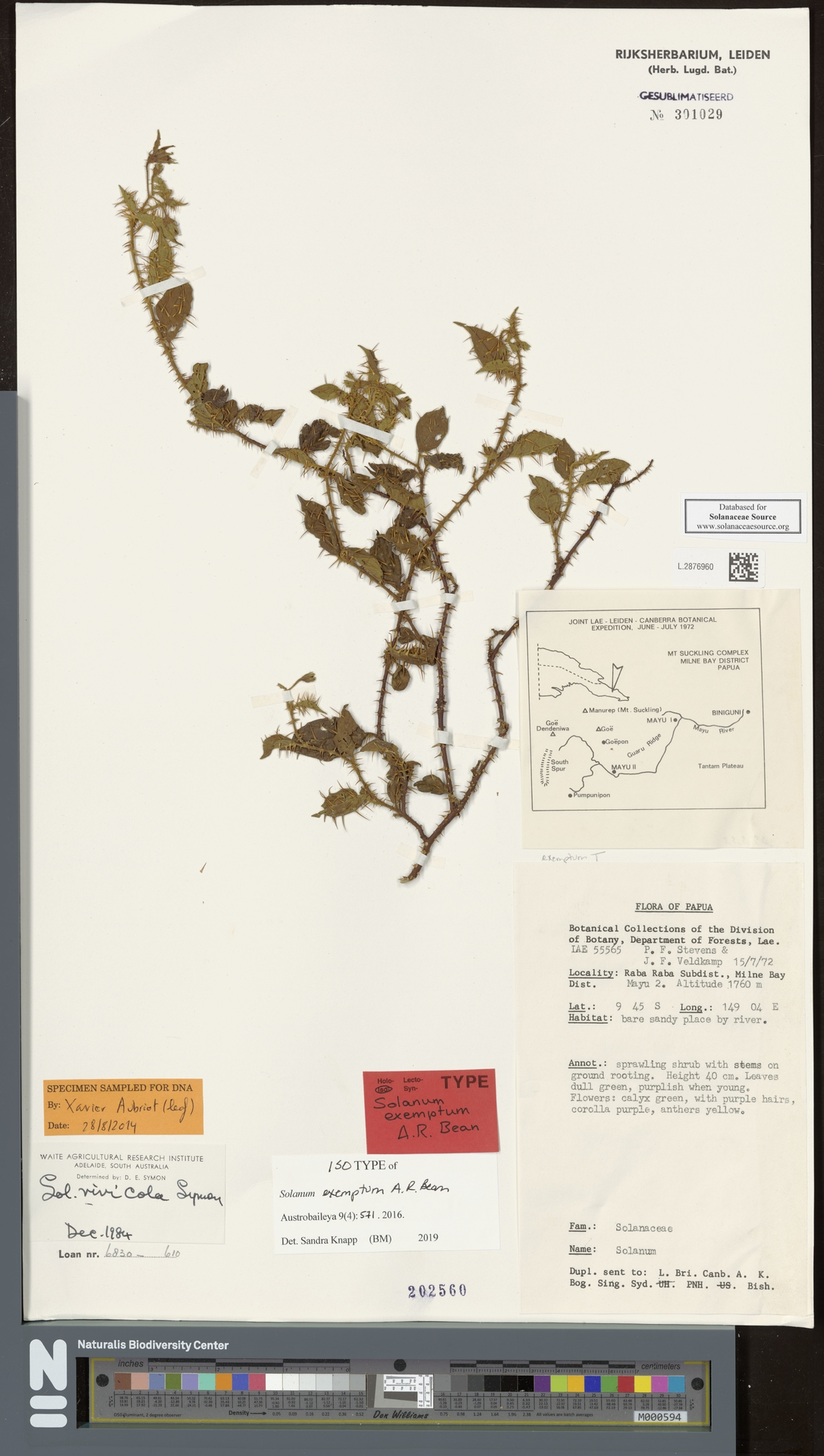Solanum exemptum