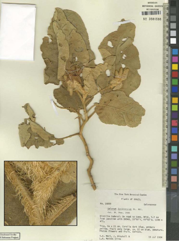Solanum falciforme