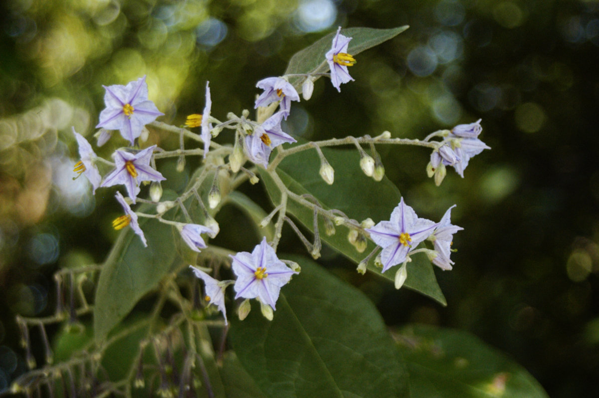 Solanum flavescens