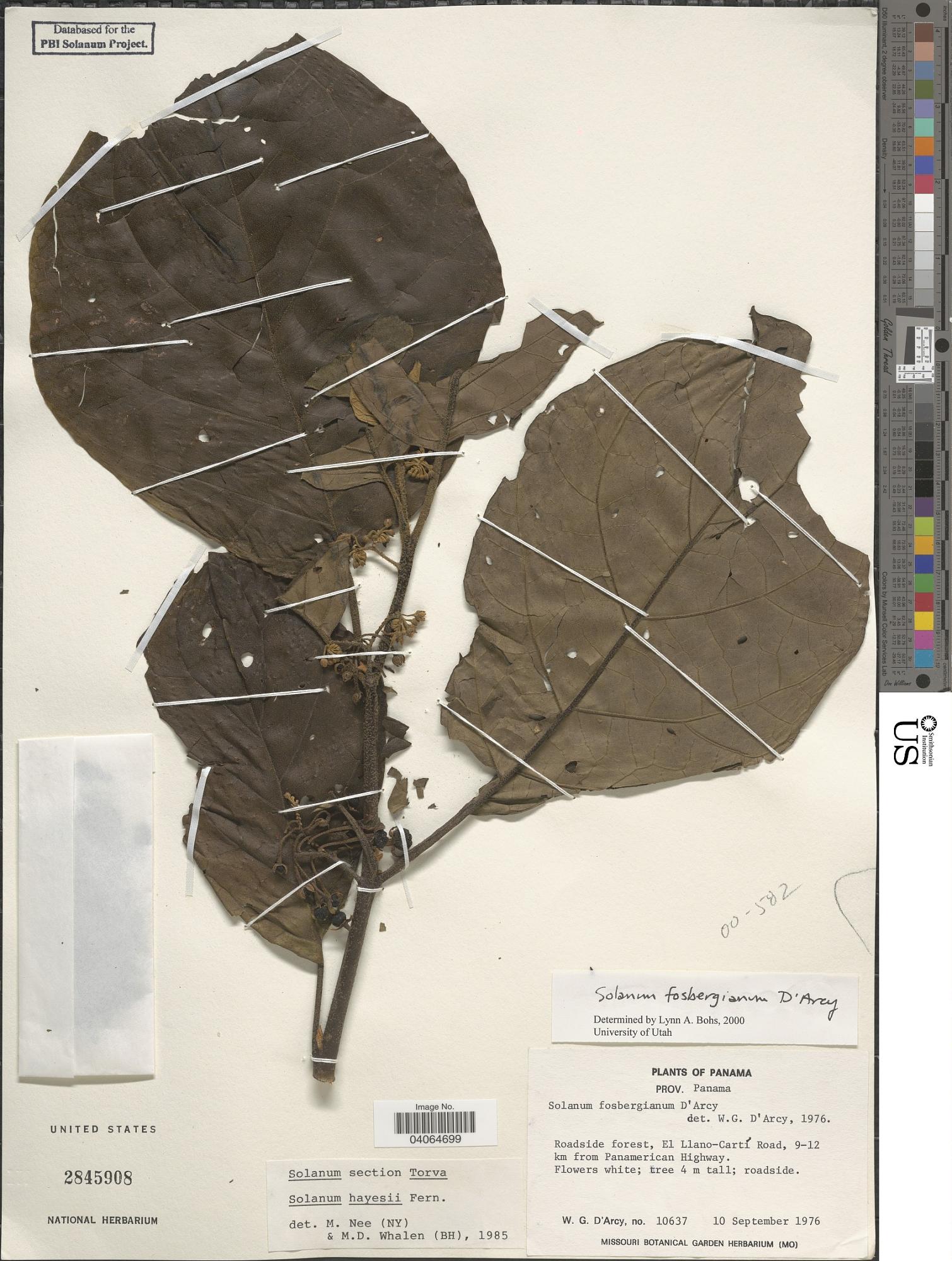 Solanum fosbergianum
