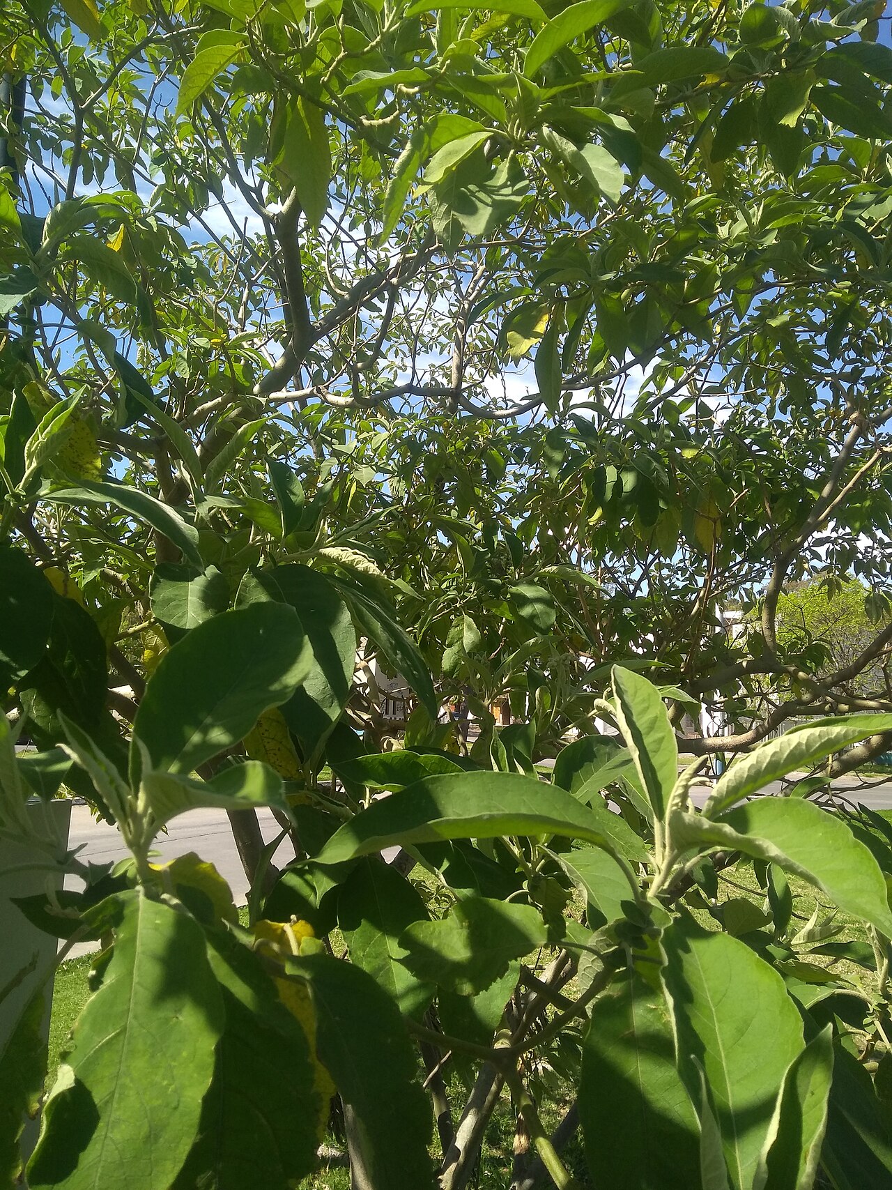 Solanum granuloso-leprosum