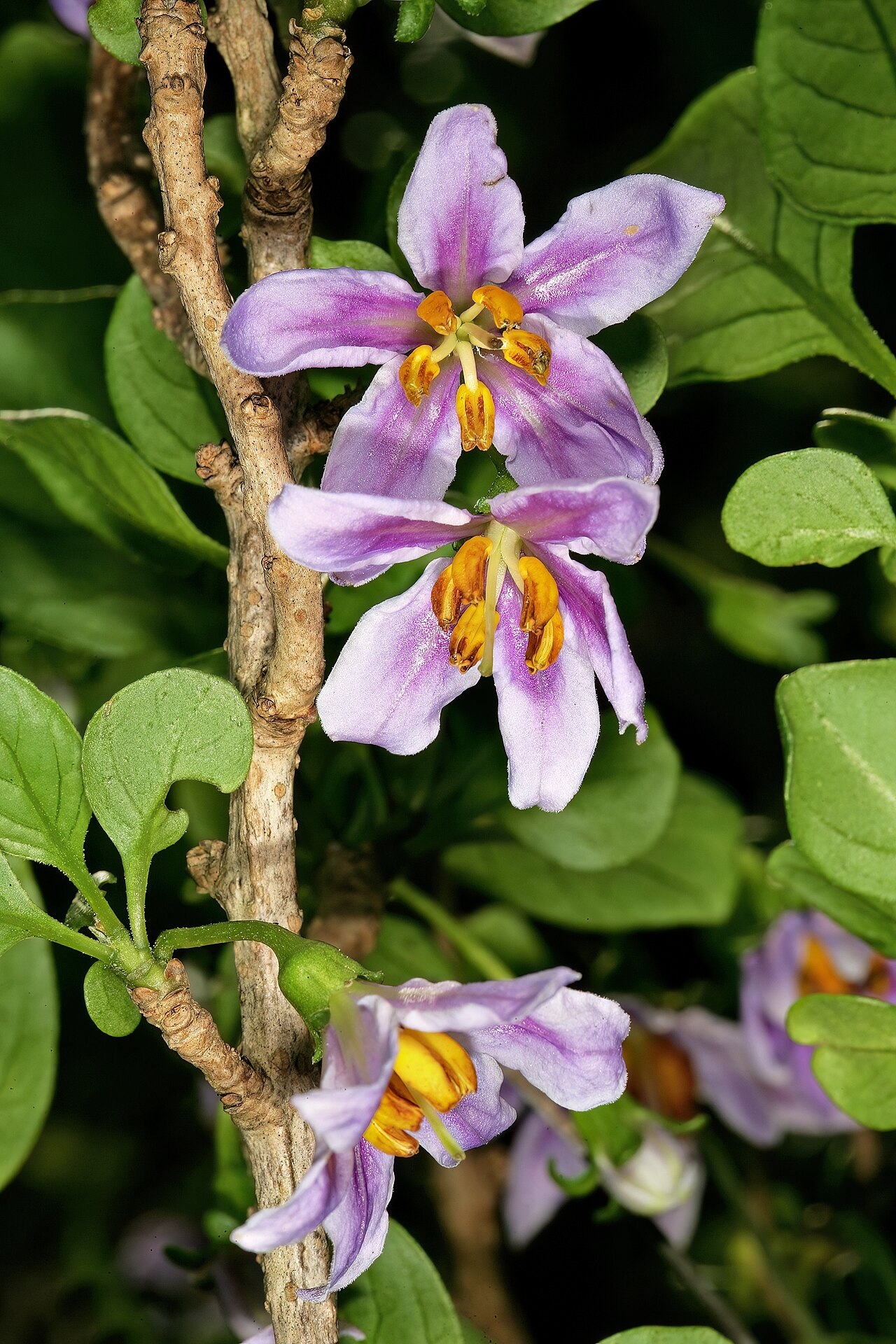 Solanum guineense