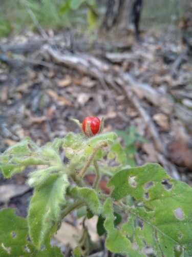 Solanum gympiense