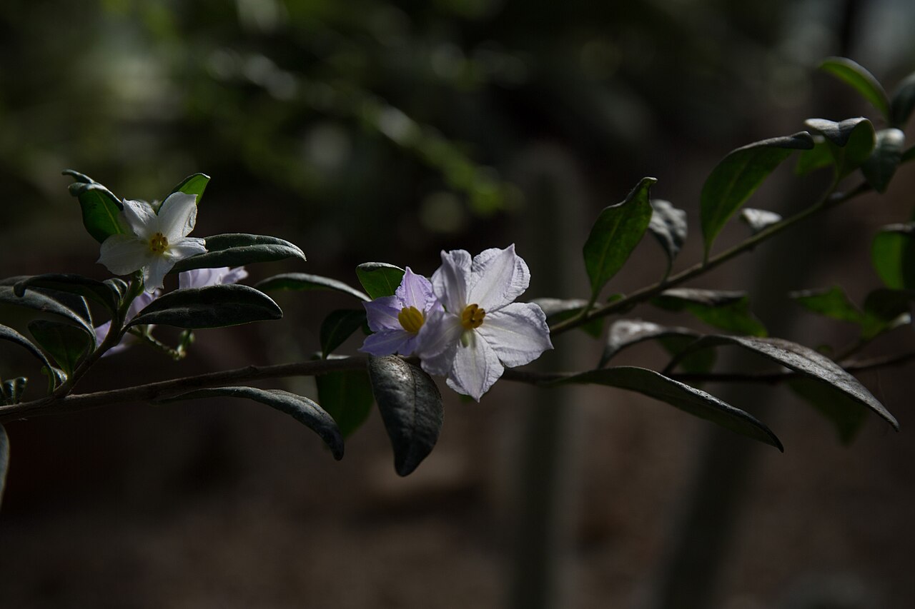 Solanum havanense