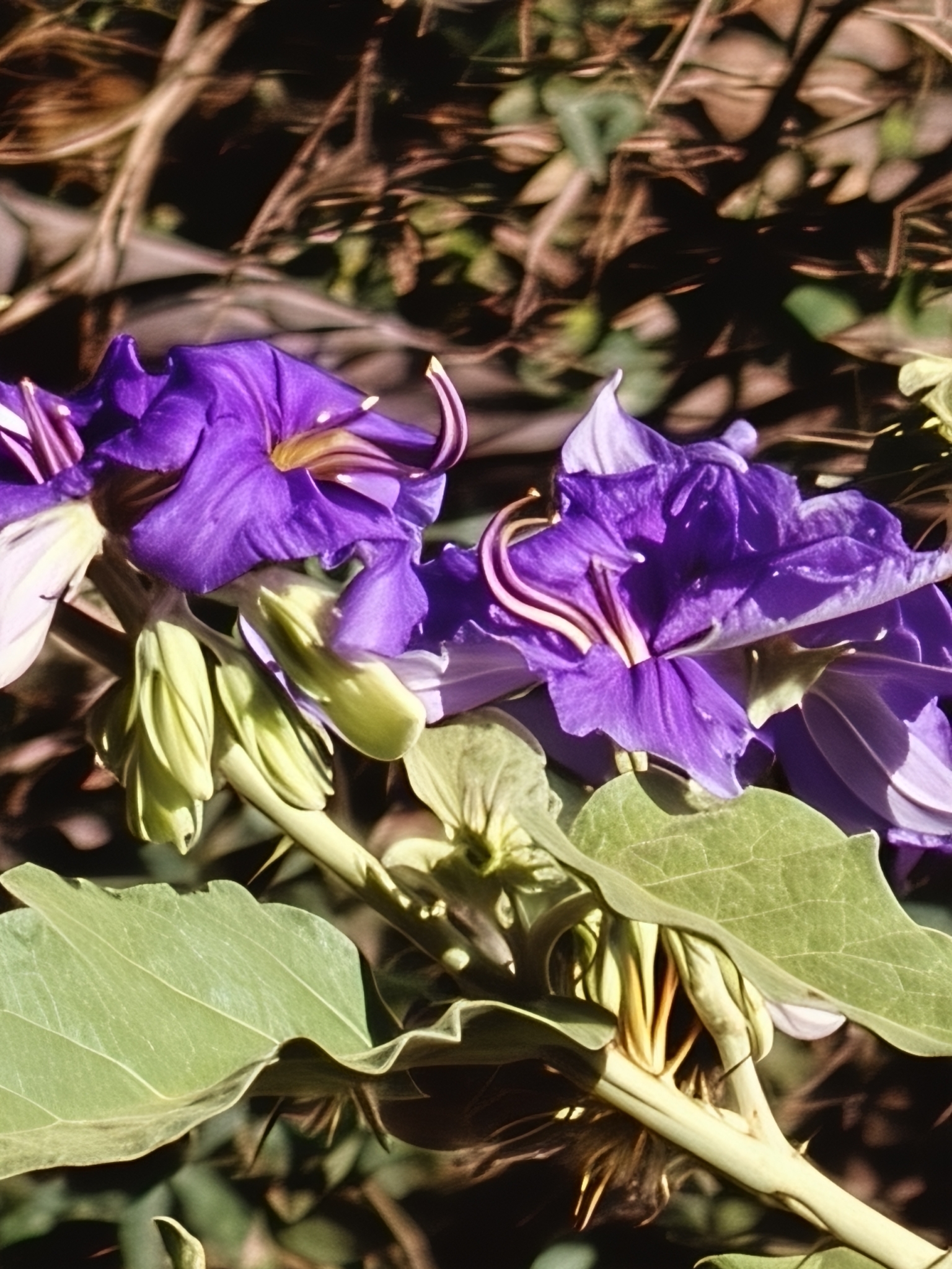 Solanum houstonii