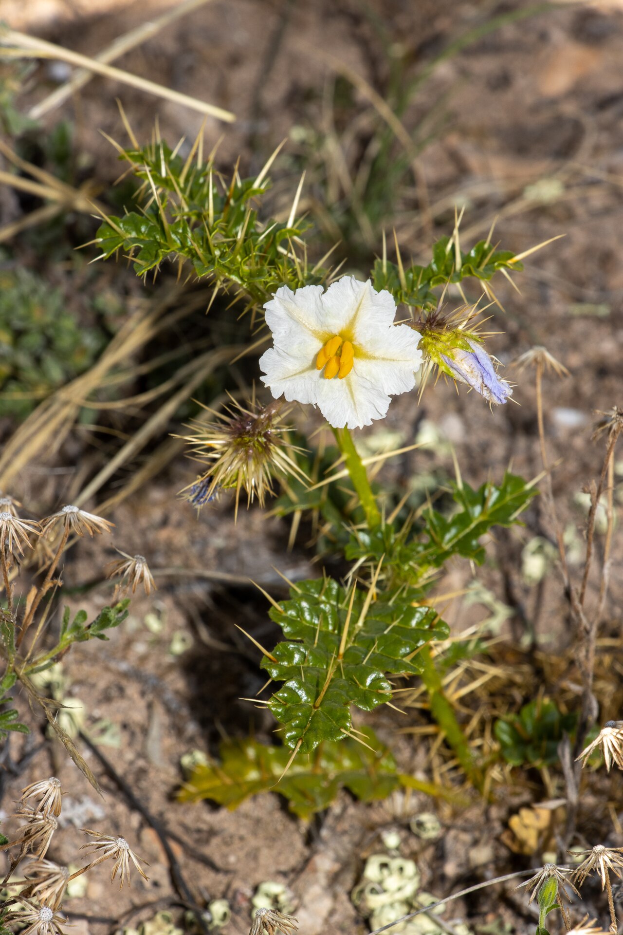 Solanum hystrix