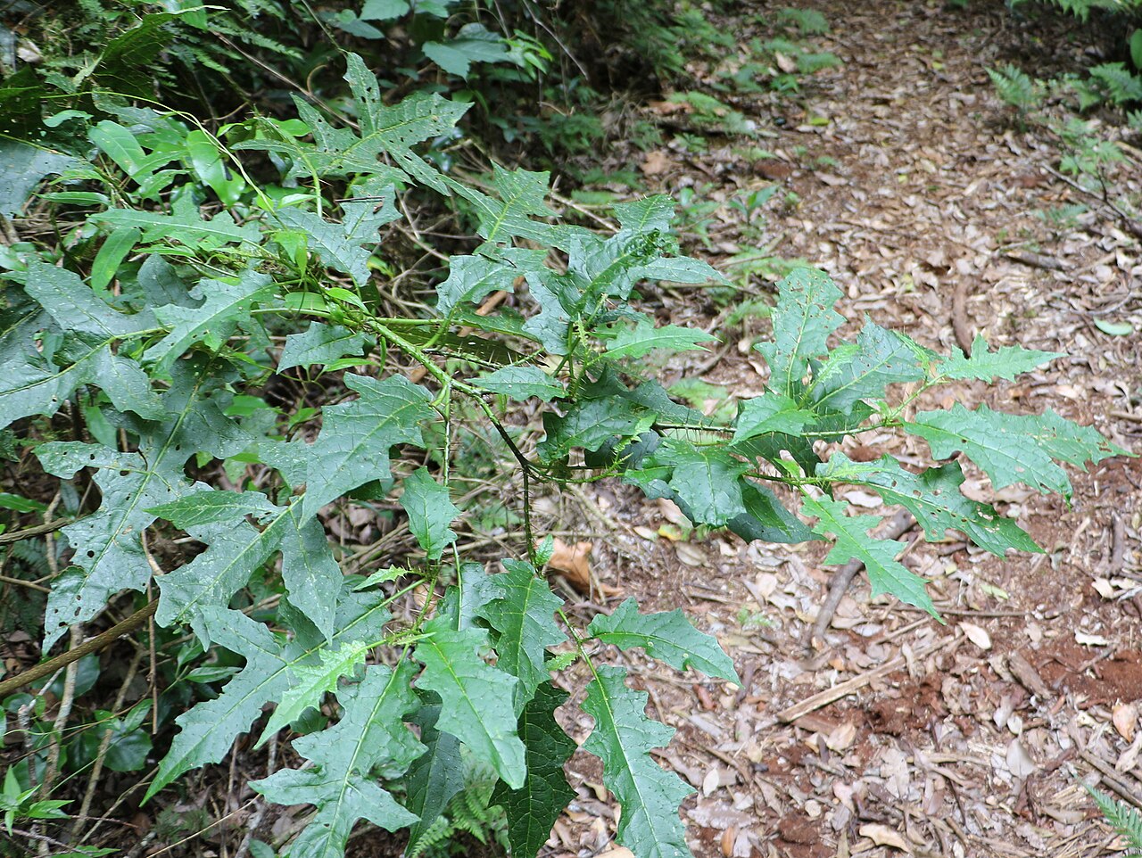 Solanum inaequilaterum