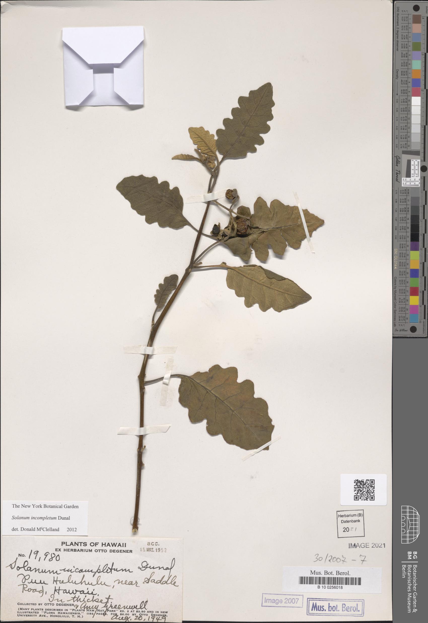Solanum incompletum