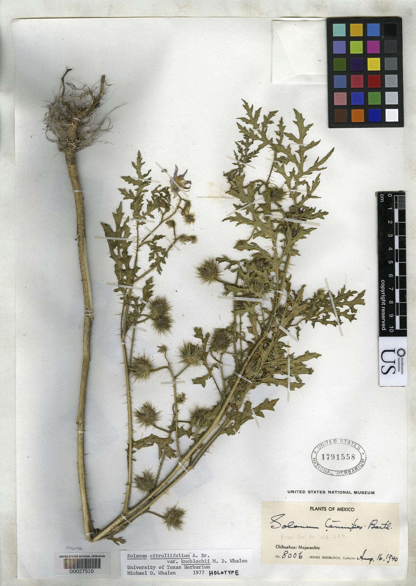 Solanum knoblochii