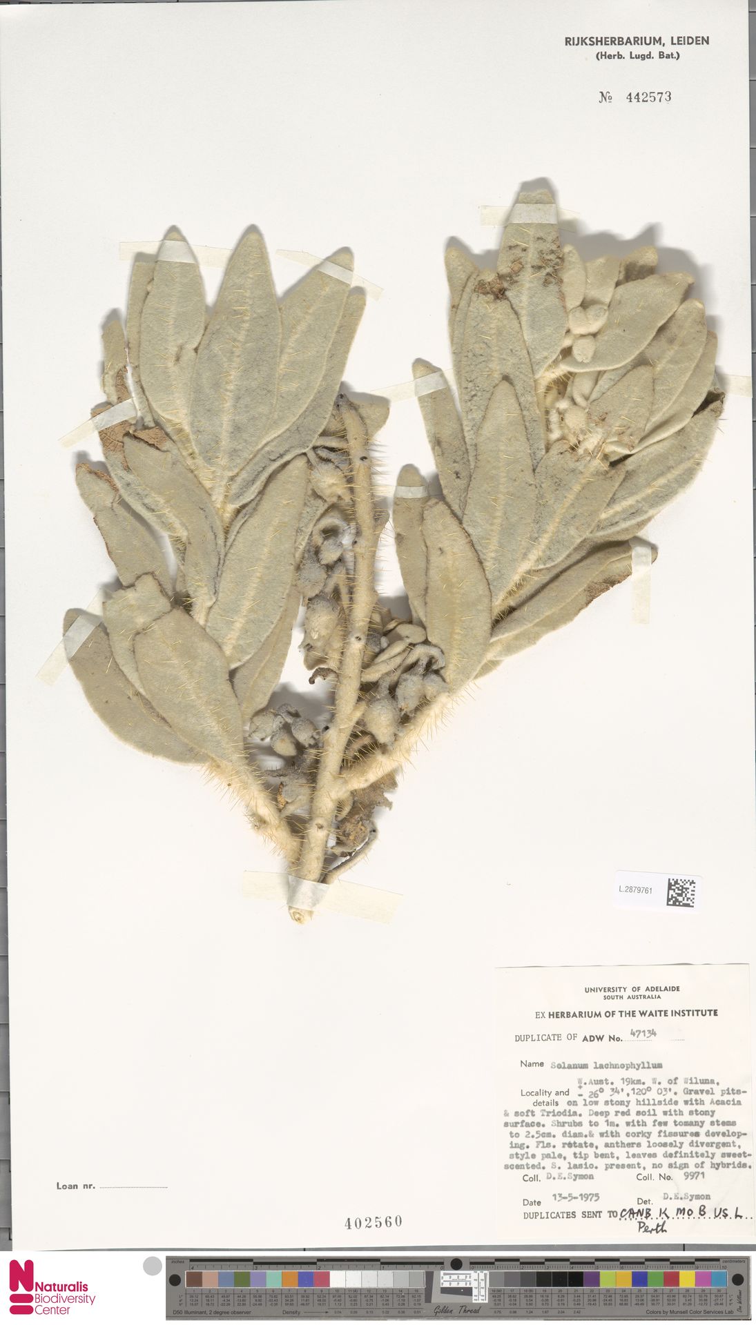 Solanum lachnophyllum