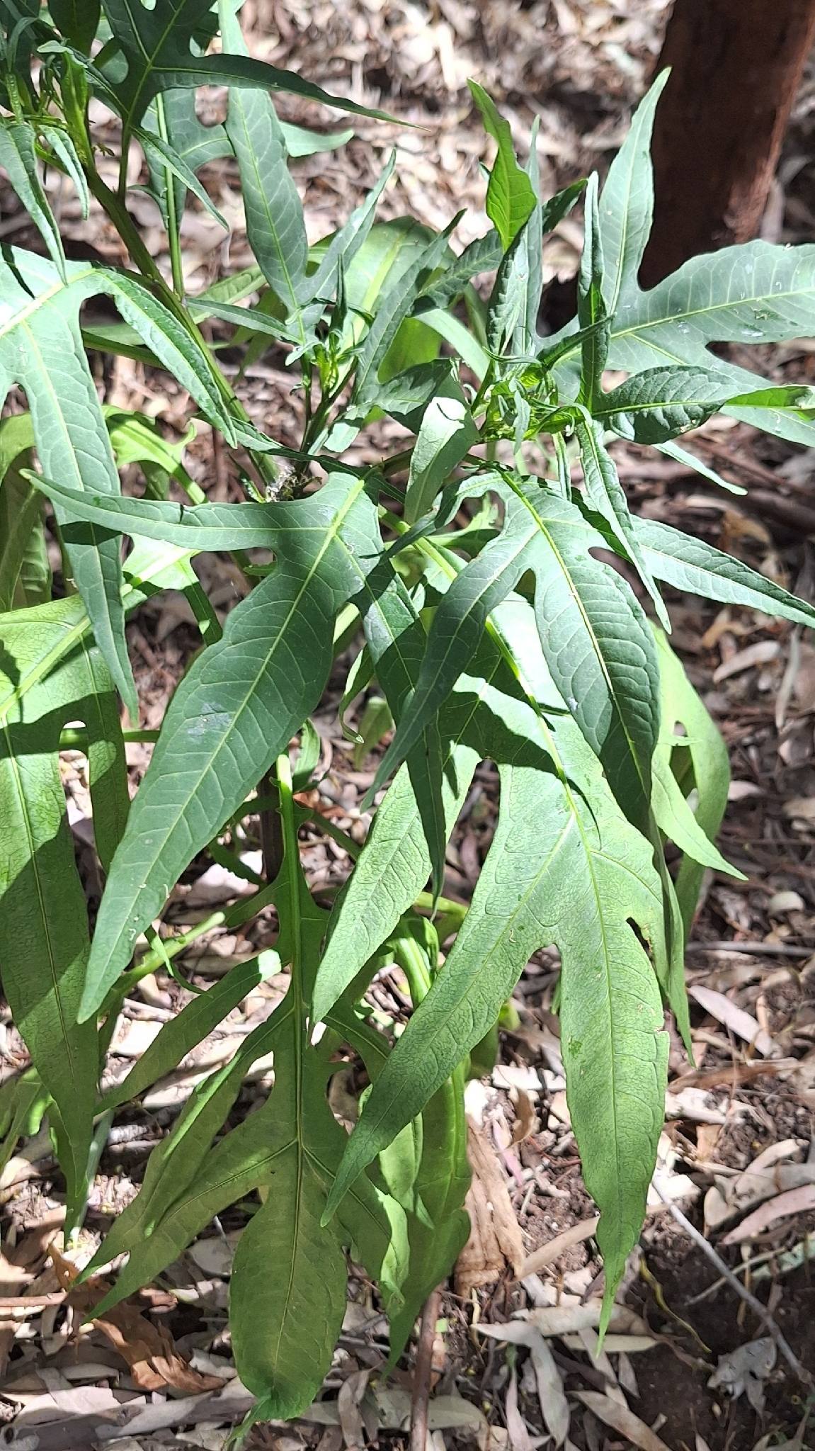 Solanum laciniatum