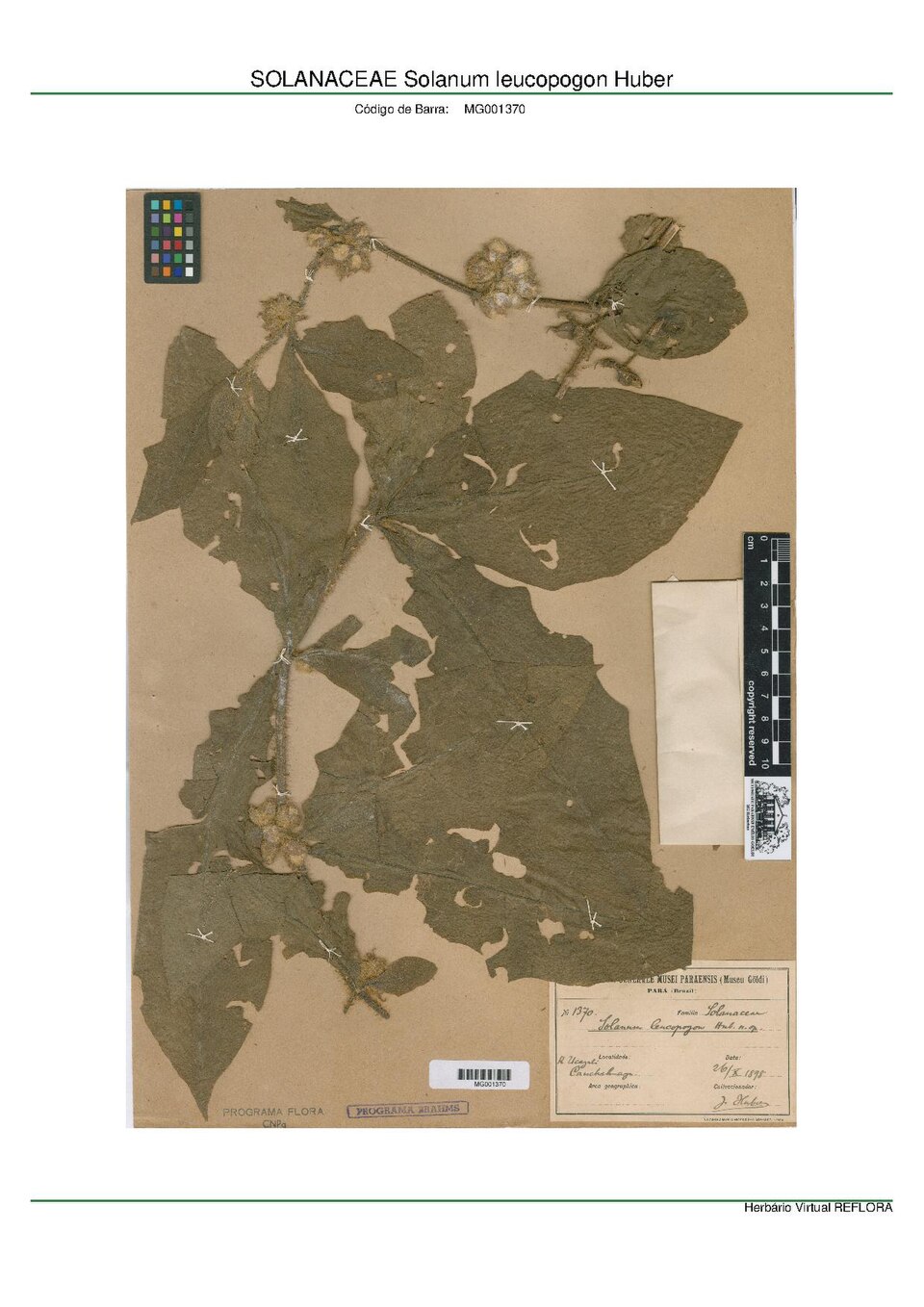 Solanum leucopogon