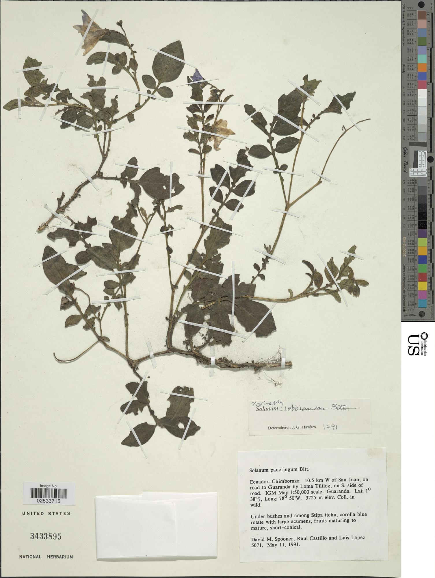 Solanum lobbianum