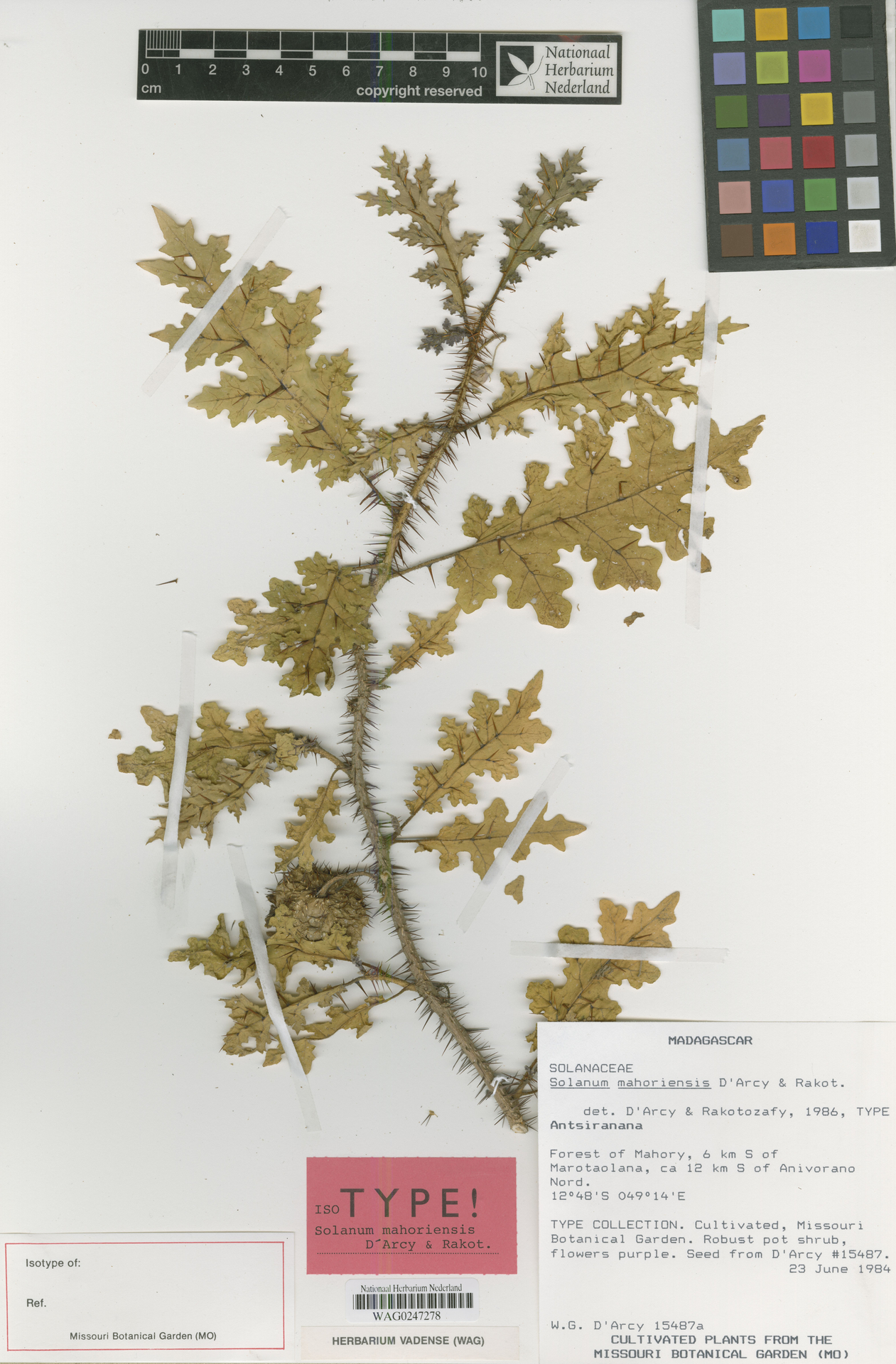 Solanum mahoriensis