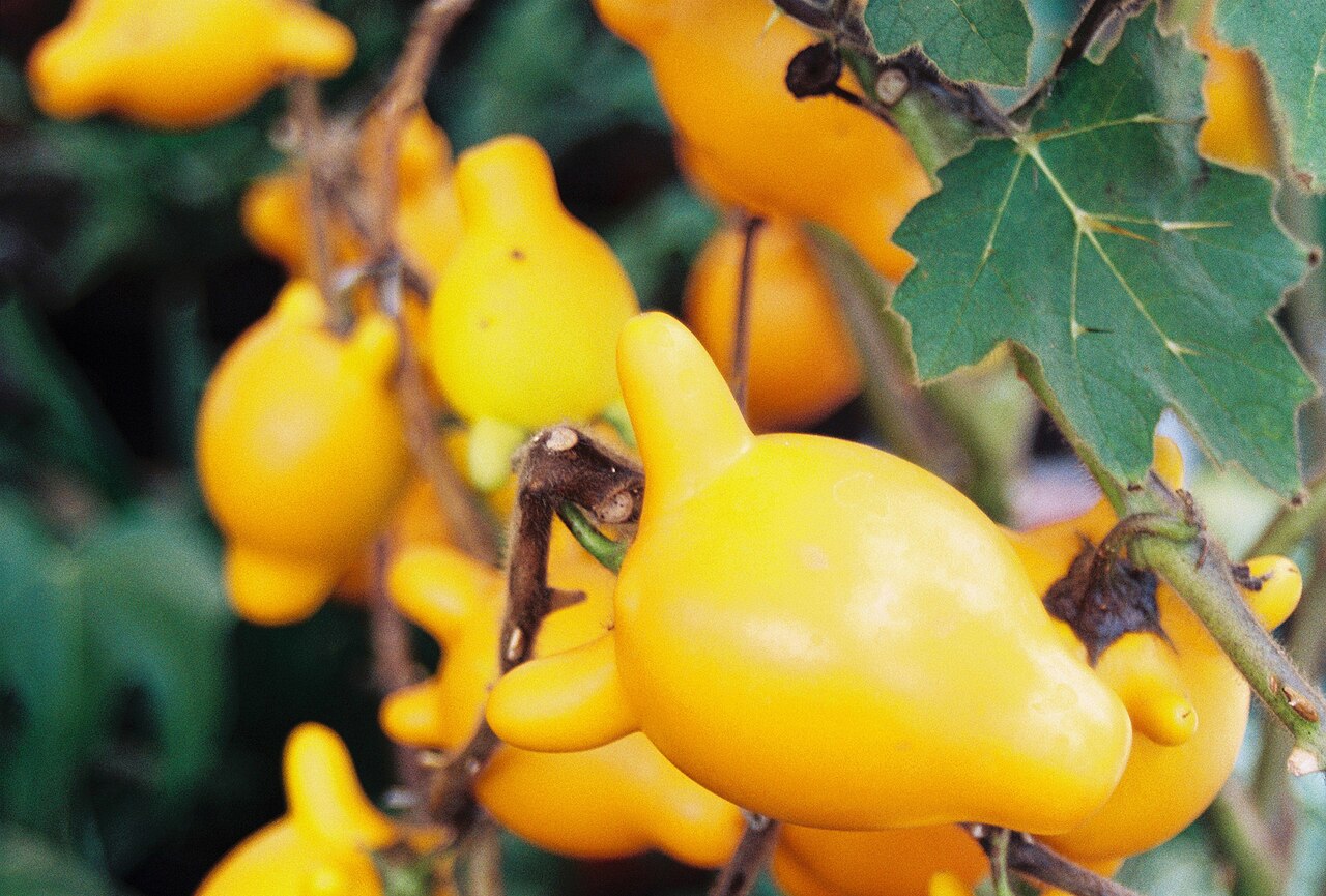 Solanum mammosum
