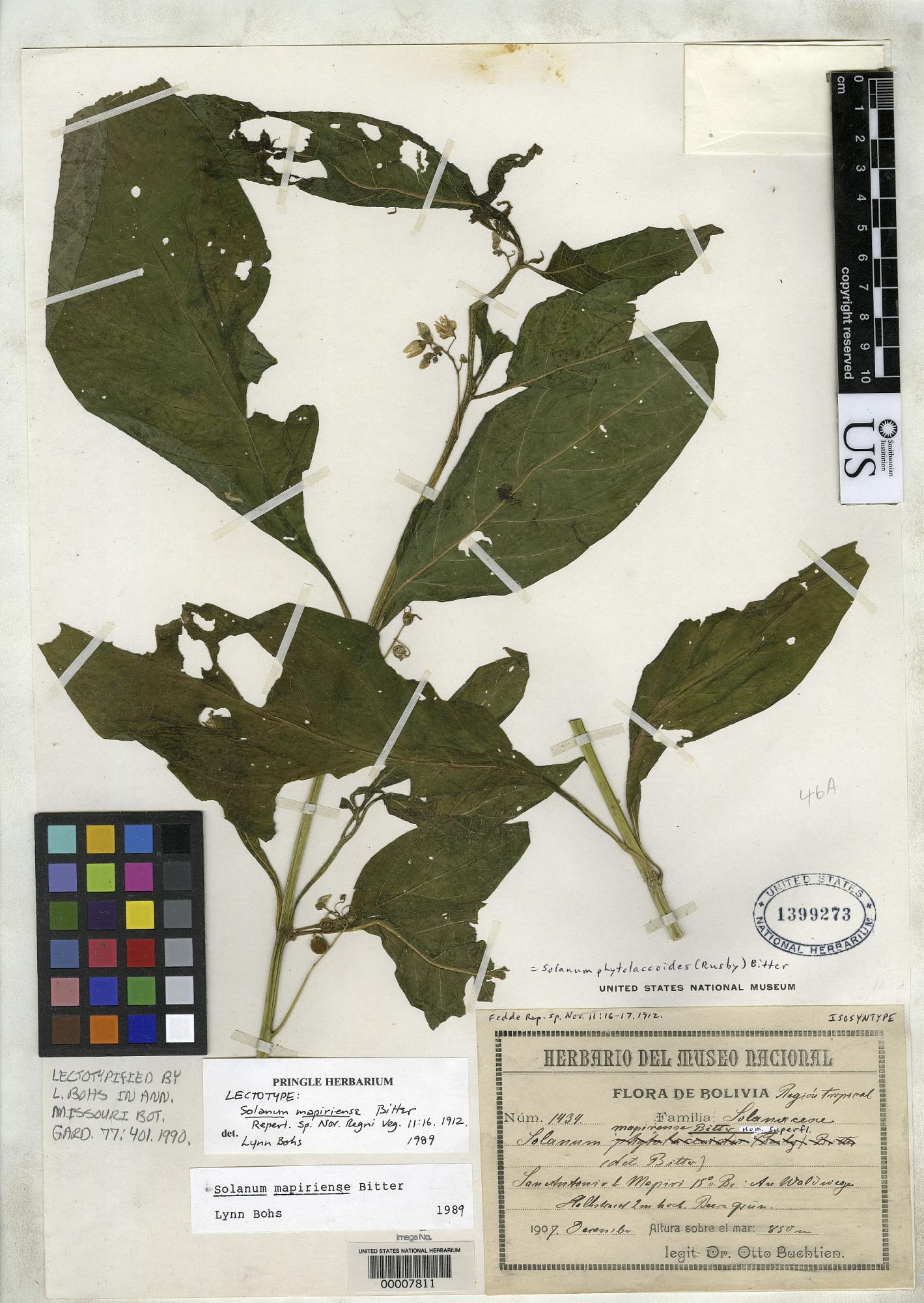 Solanum mapiriense