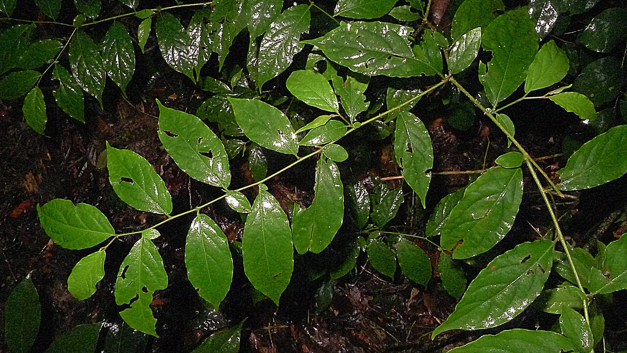 Solanum maranguapense